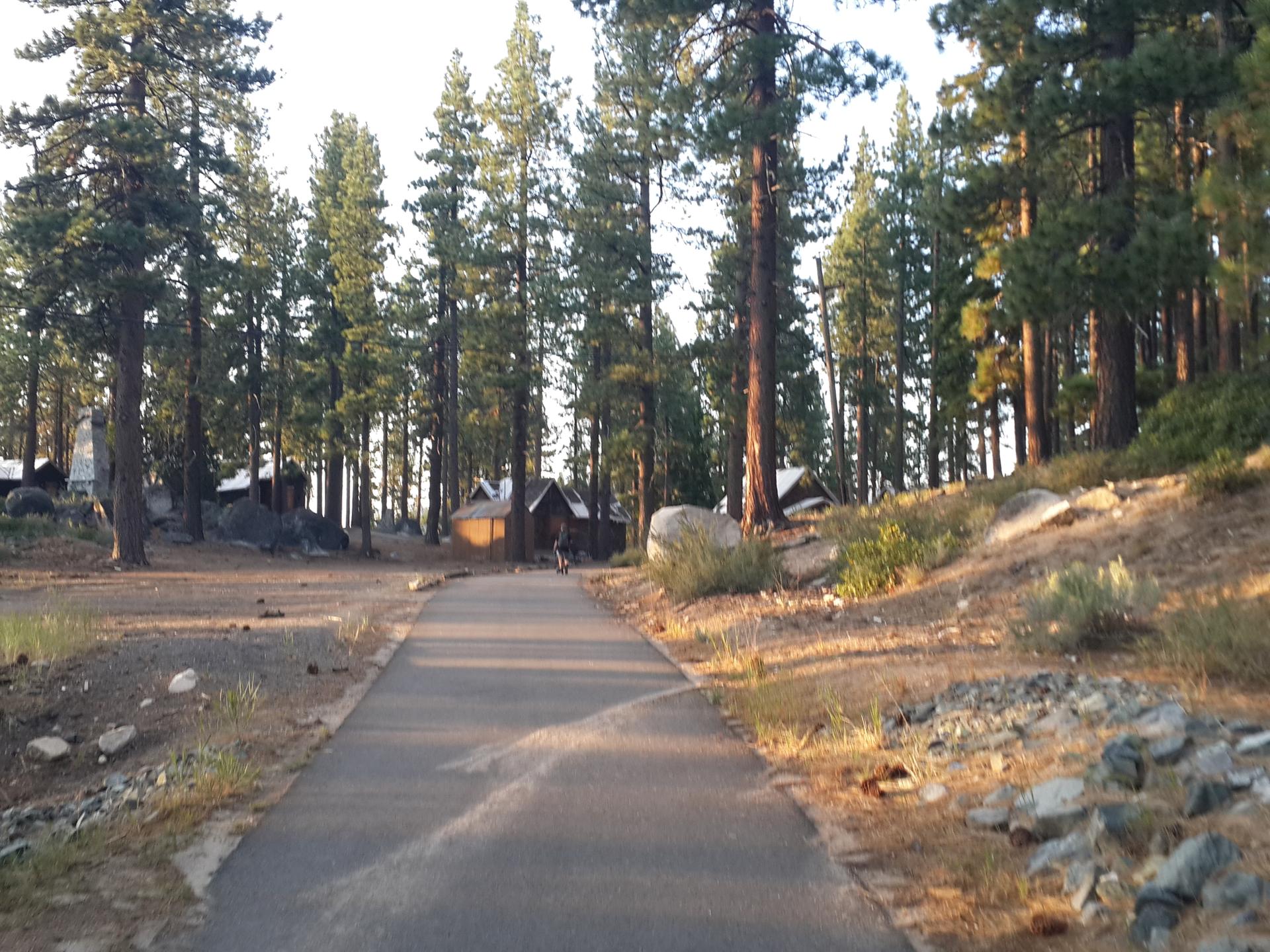 Paved path winding through a dense pine forest at golden hour.