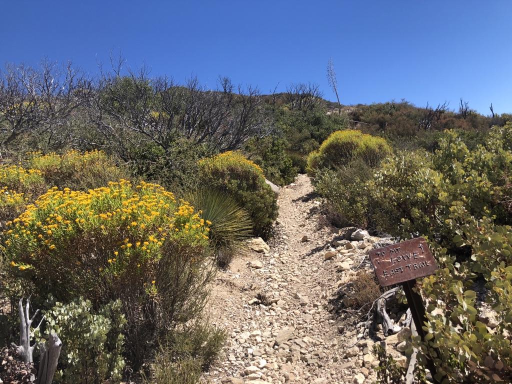 A rocky trail winds through sunlit green and yellow flowering bushes.