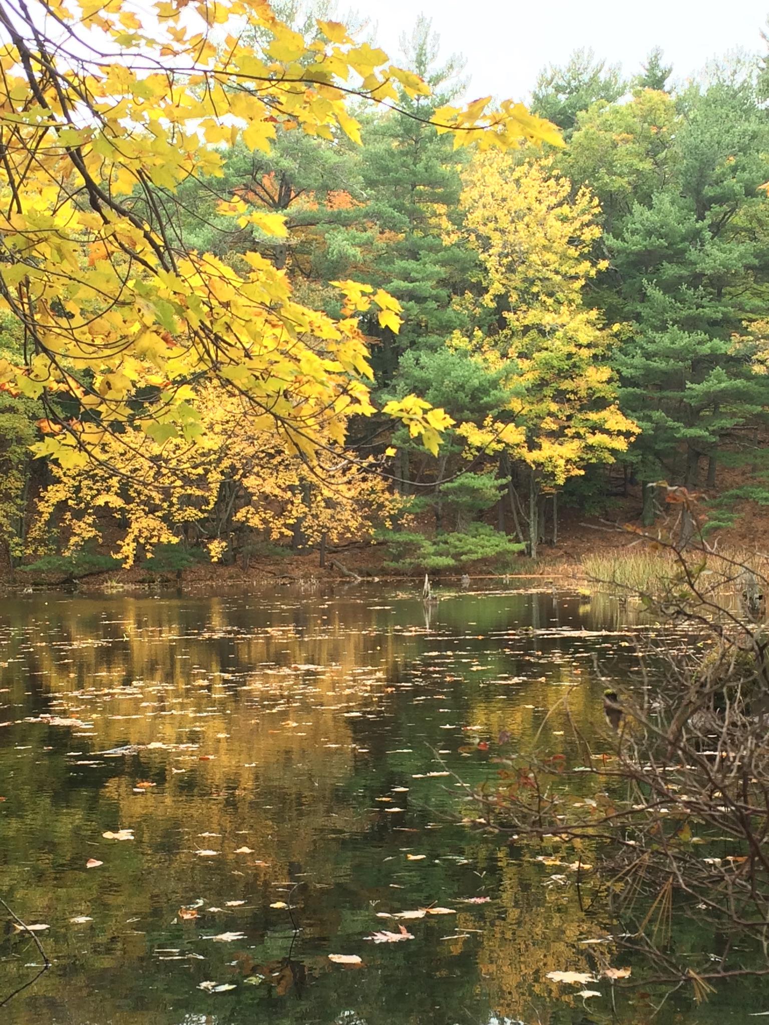 Pond reflecting yellow and green autumn trees under overcast sky.