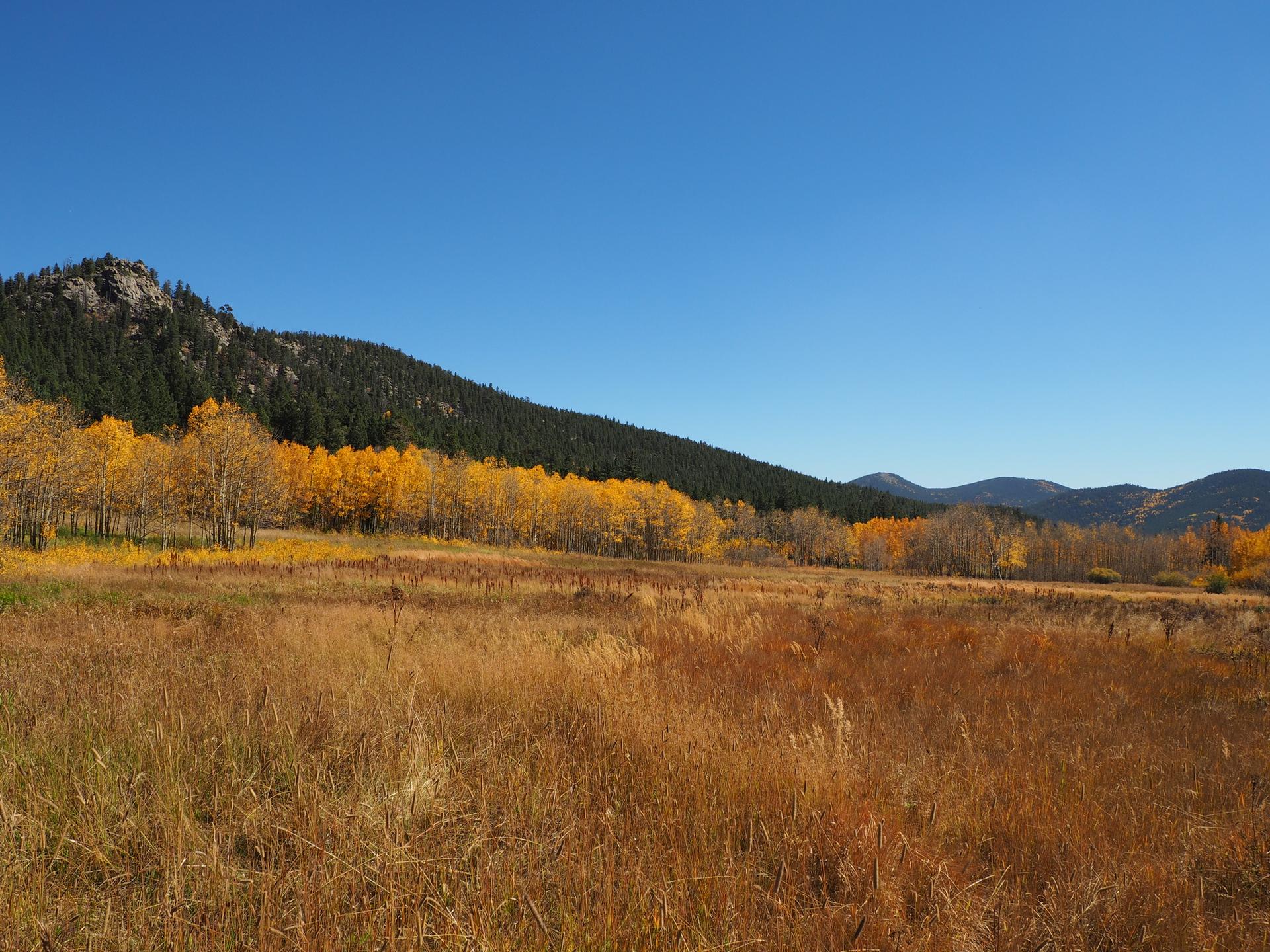 Golden field with autumn trees and forested mountains under a clear blue sky.