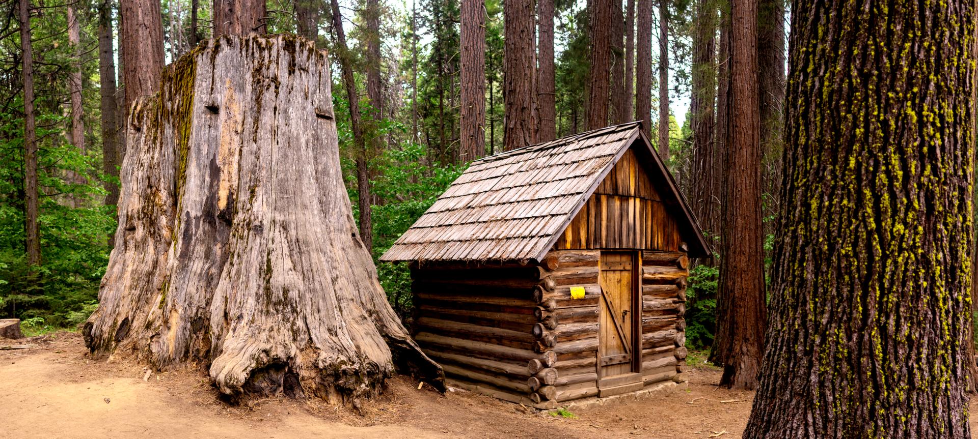 Small wooden cabin nestled between massive tree stumps in a forest.