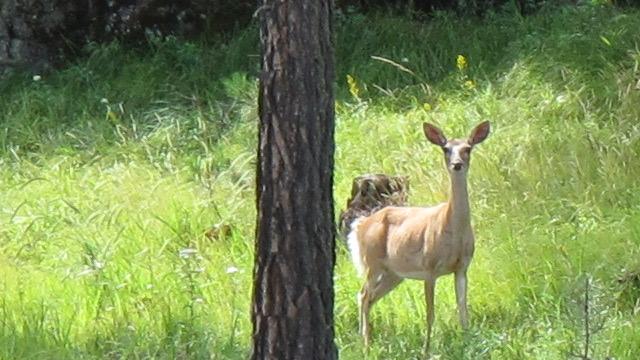 Deer standing in tall green grass next to a tree trunk.