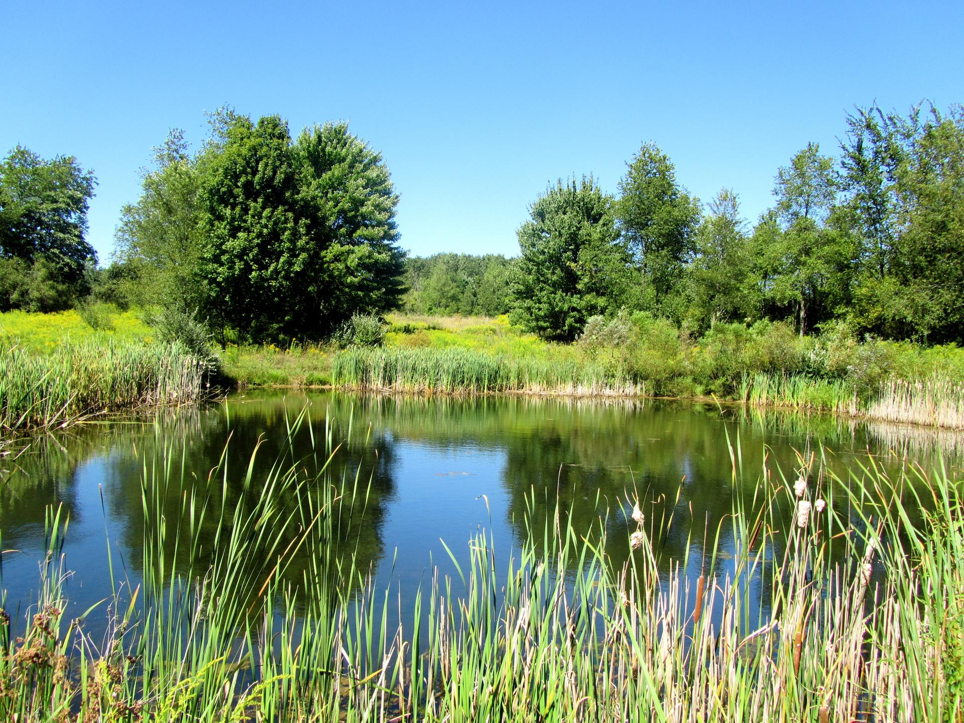Sunny pond surrounded by green cattails and trees under a clear blue sky.