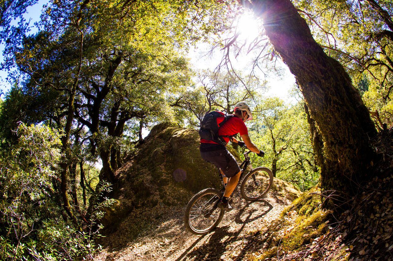 Mountain biker descends a sun-dappled forest trail, bright sun overhead.