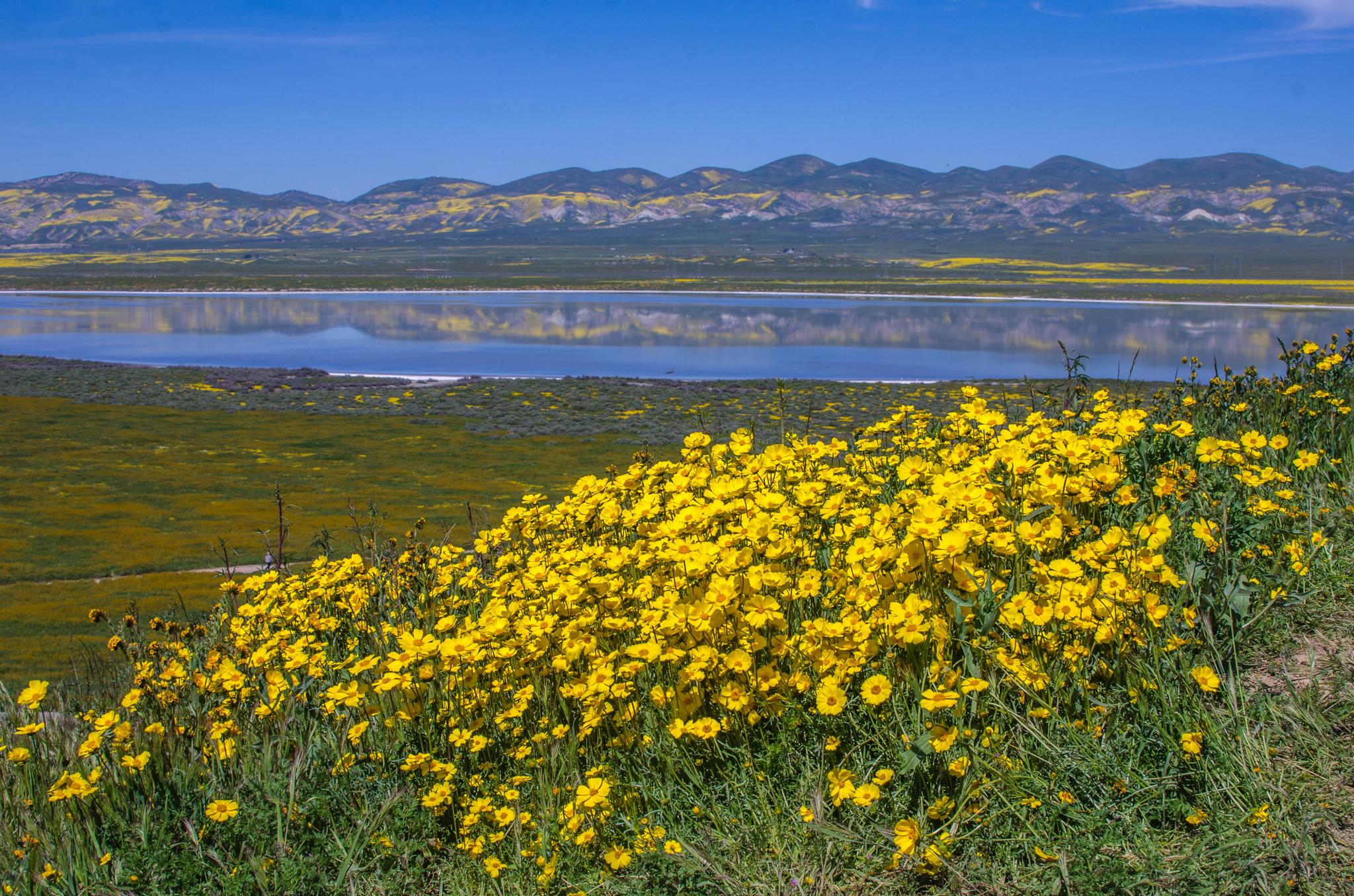 Vibrant yellow wildflowers in the foreground, overlooking a reflective lake and mountains.