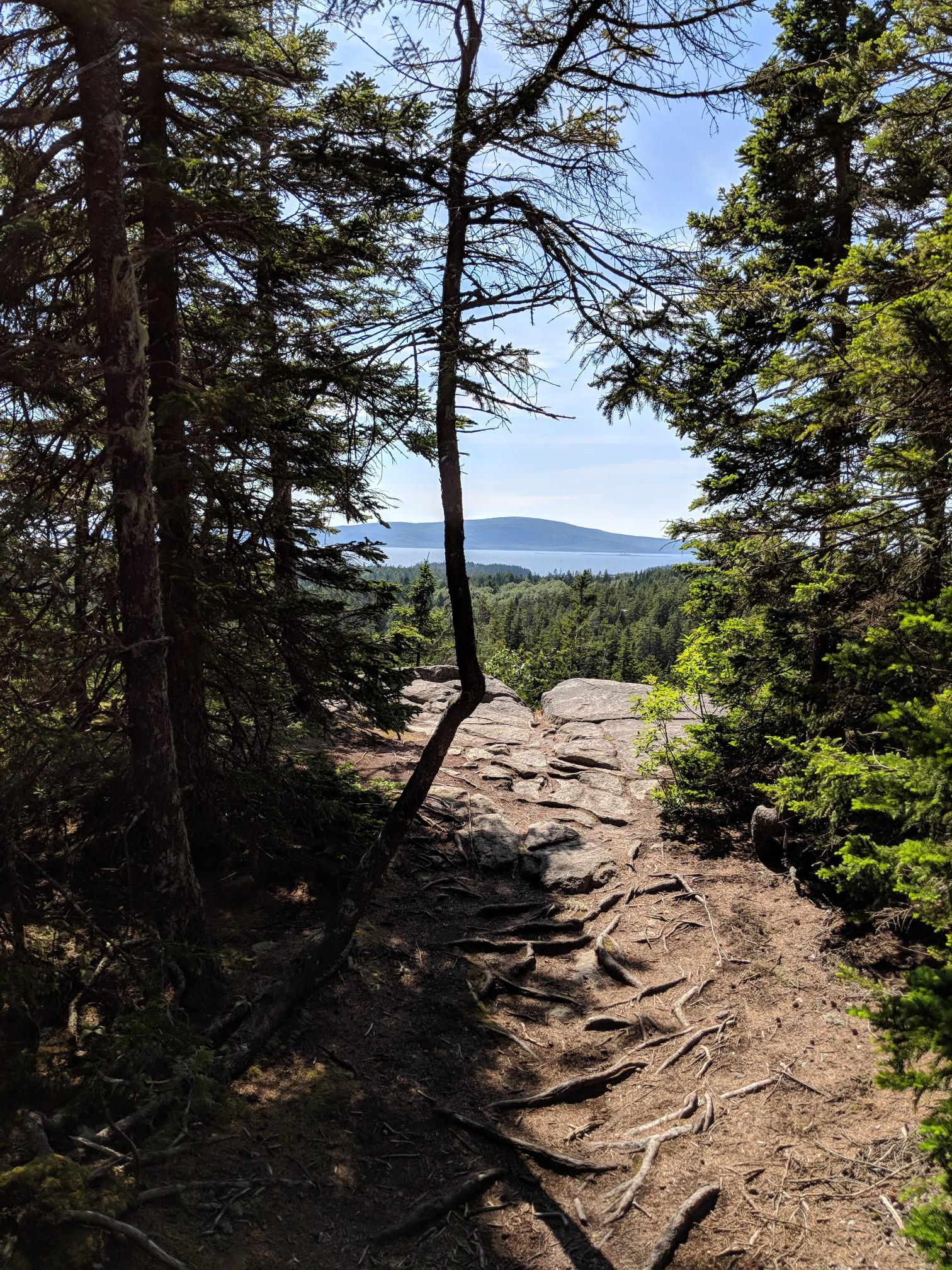 Forest path with exposed roots and rocks, overlooking a distant ocean.