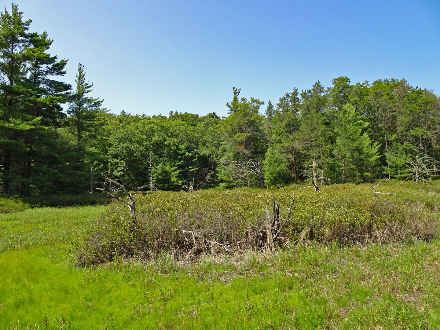 A sunny field with green grass and shrubs, backed by a dense forest. - Big M Mountain Bike Trail