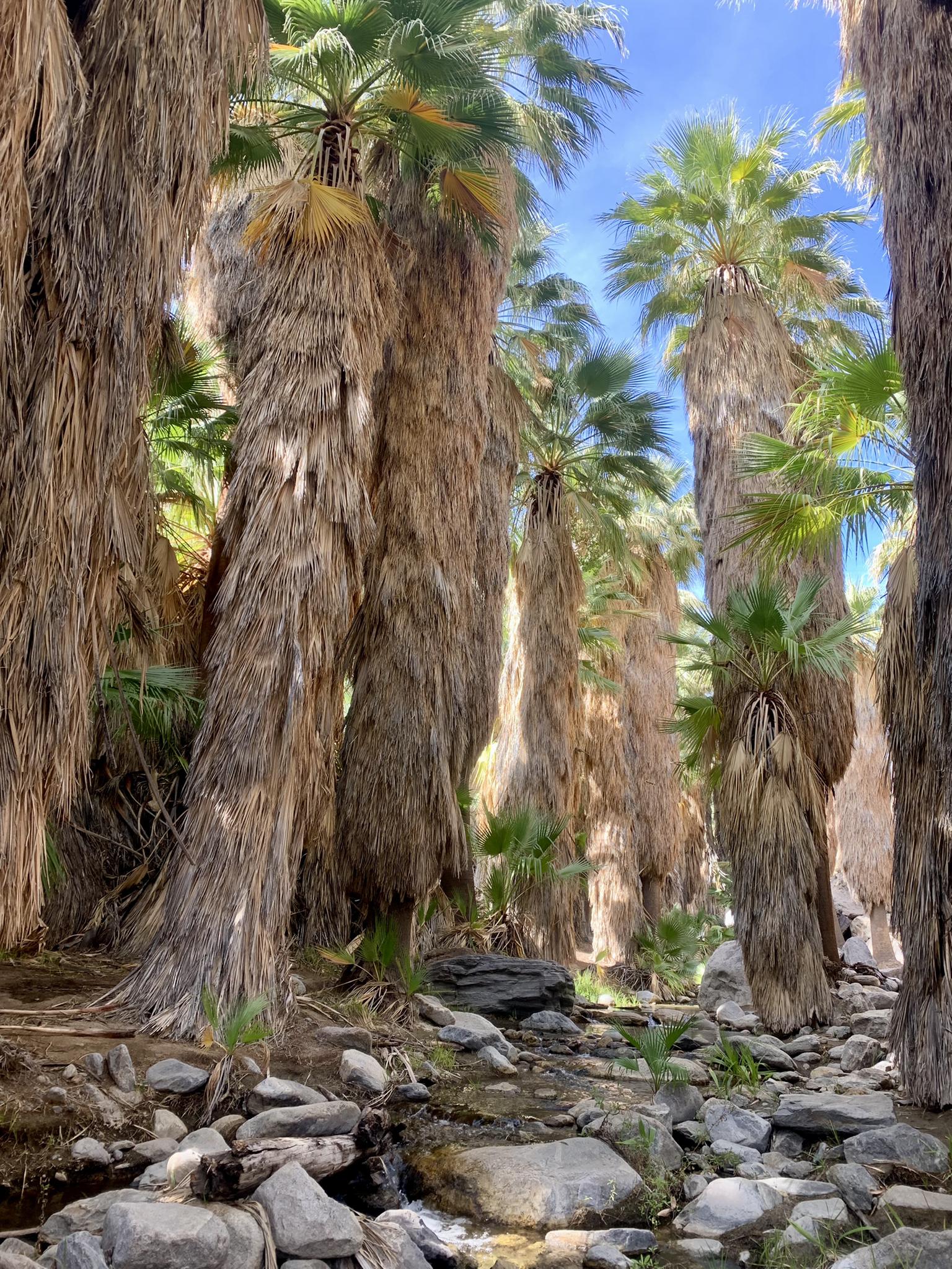 Tall palm trees with shaggy trunks line a rocky stream bed under bright sky.