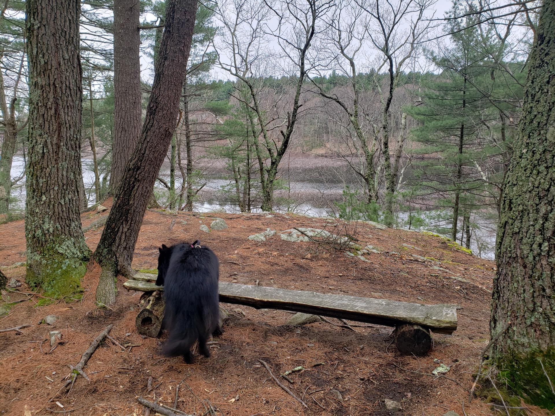 Black dog by a wooden bench in a forest overlooking water on an overcast day.