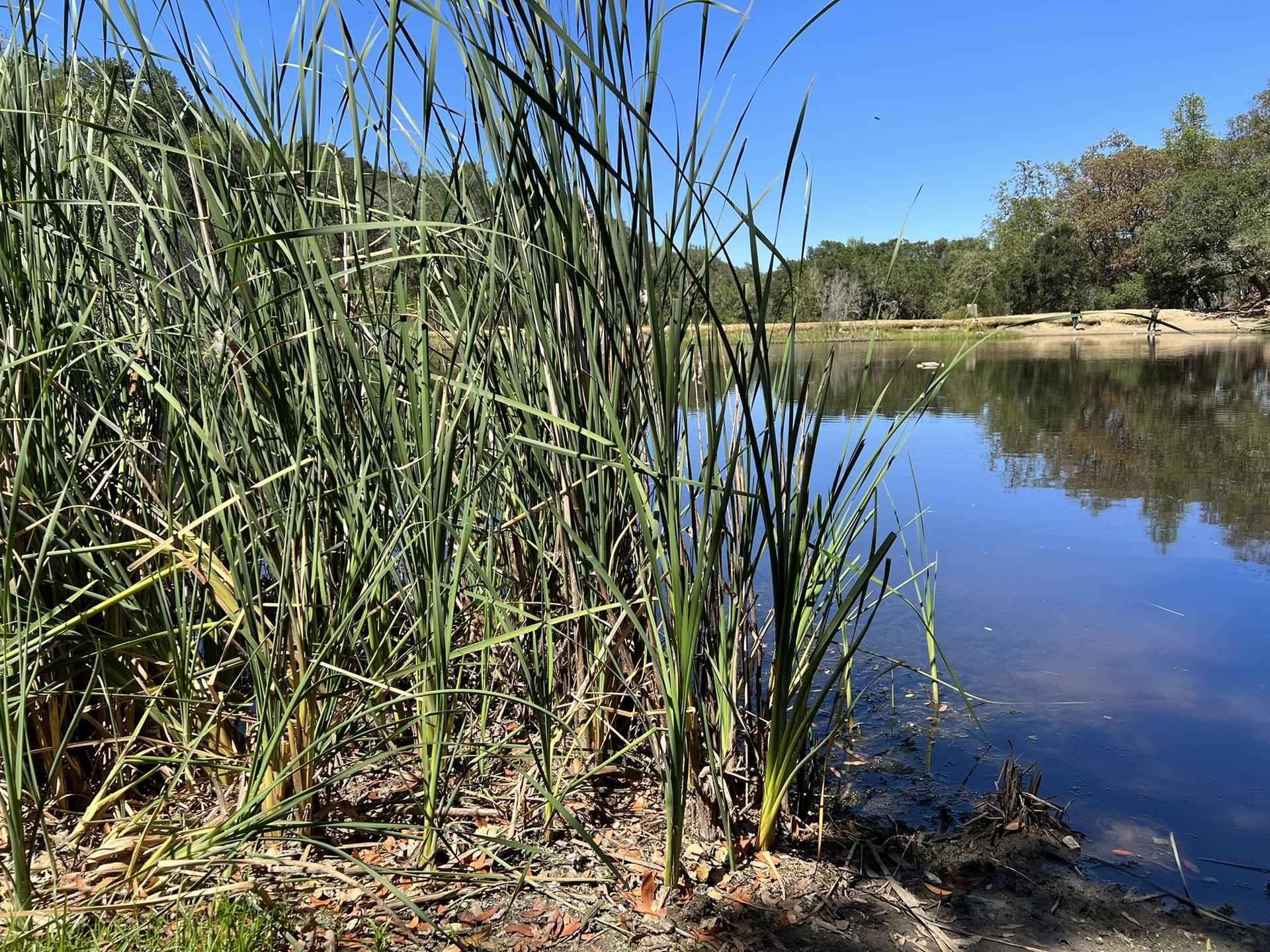 Tall green reeds beside calm water reflecting trees under a clear blue sky.