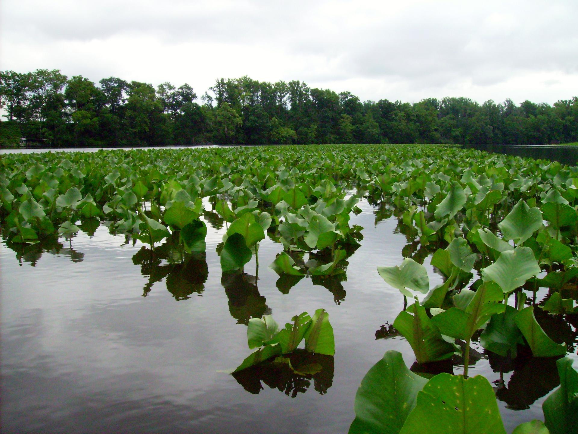 Vast expanse of green lily pads on water under an overcast sky.