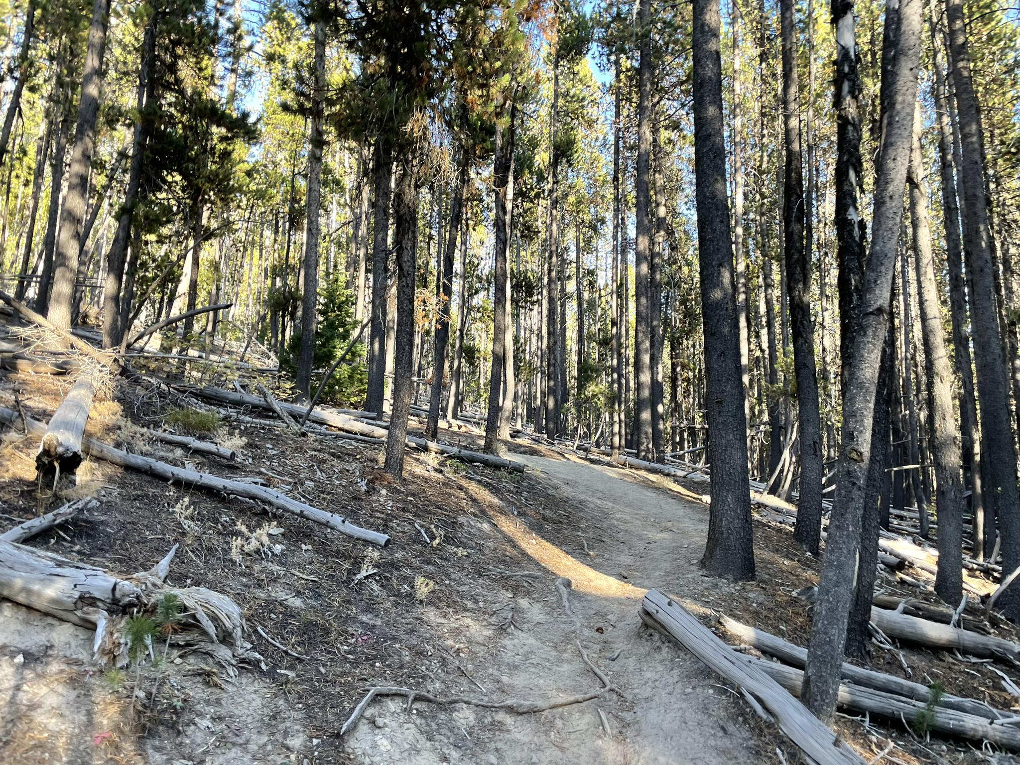 A sun-dappled dirt path winding through a dense pine forest with fallen logs.