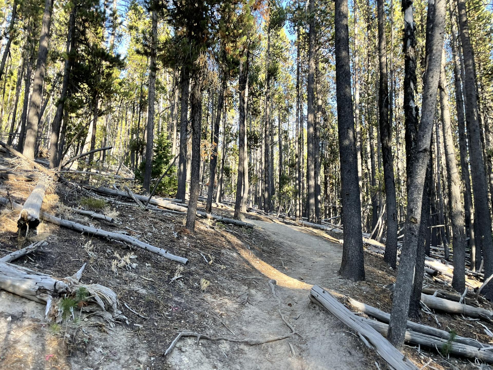 A sun-dappled dirt path winding through a dense pine forest with fallen logs.