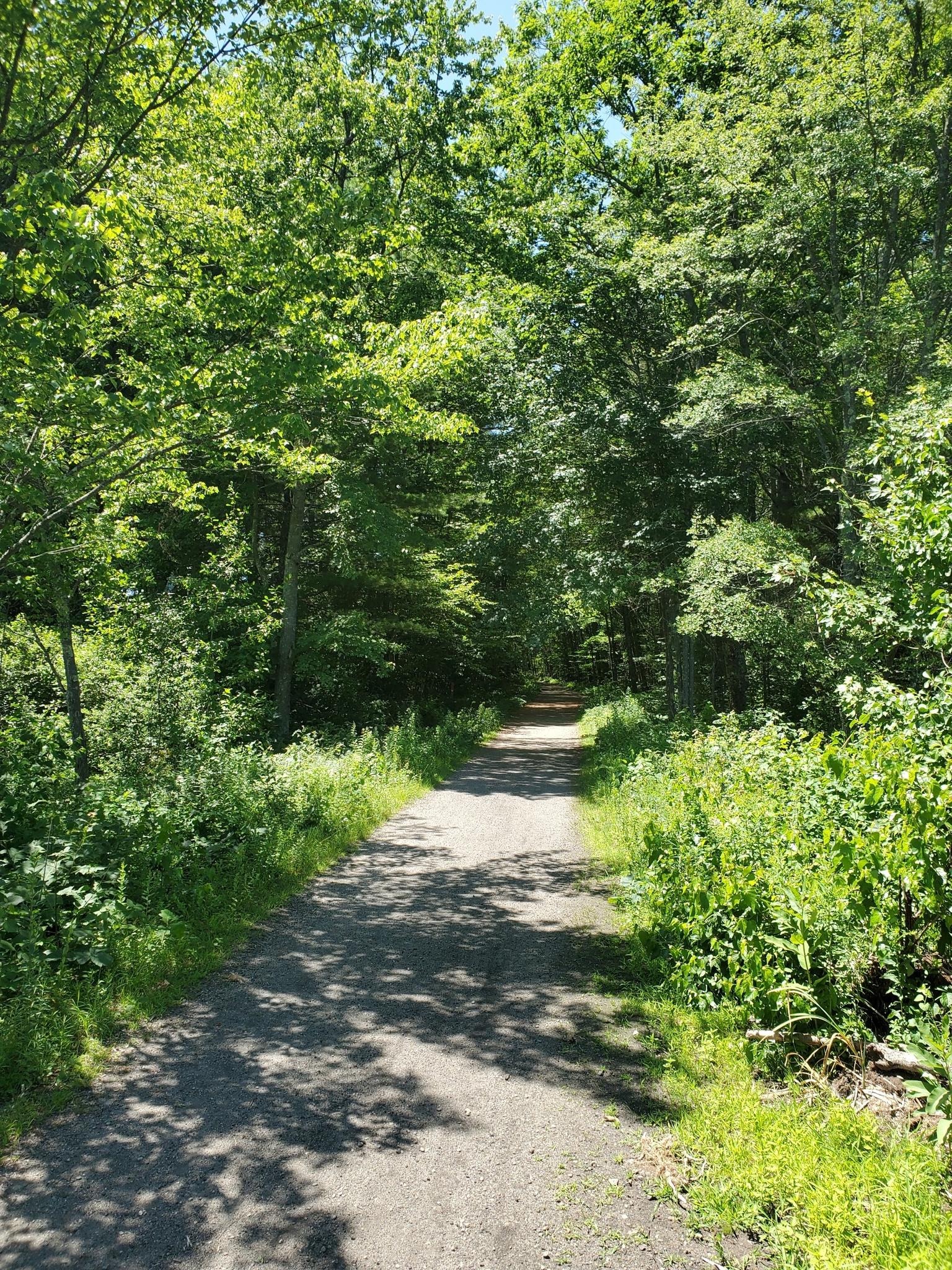 Sunny dirt path through a dense green forest with dappled light.