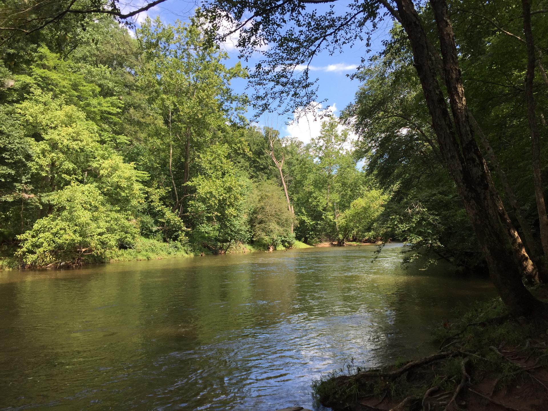 A calm river flows through a lush green forest on a bright, sunny day.