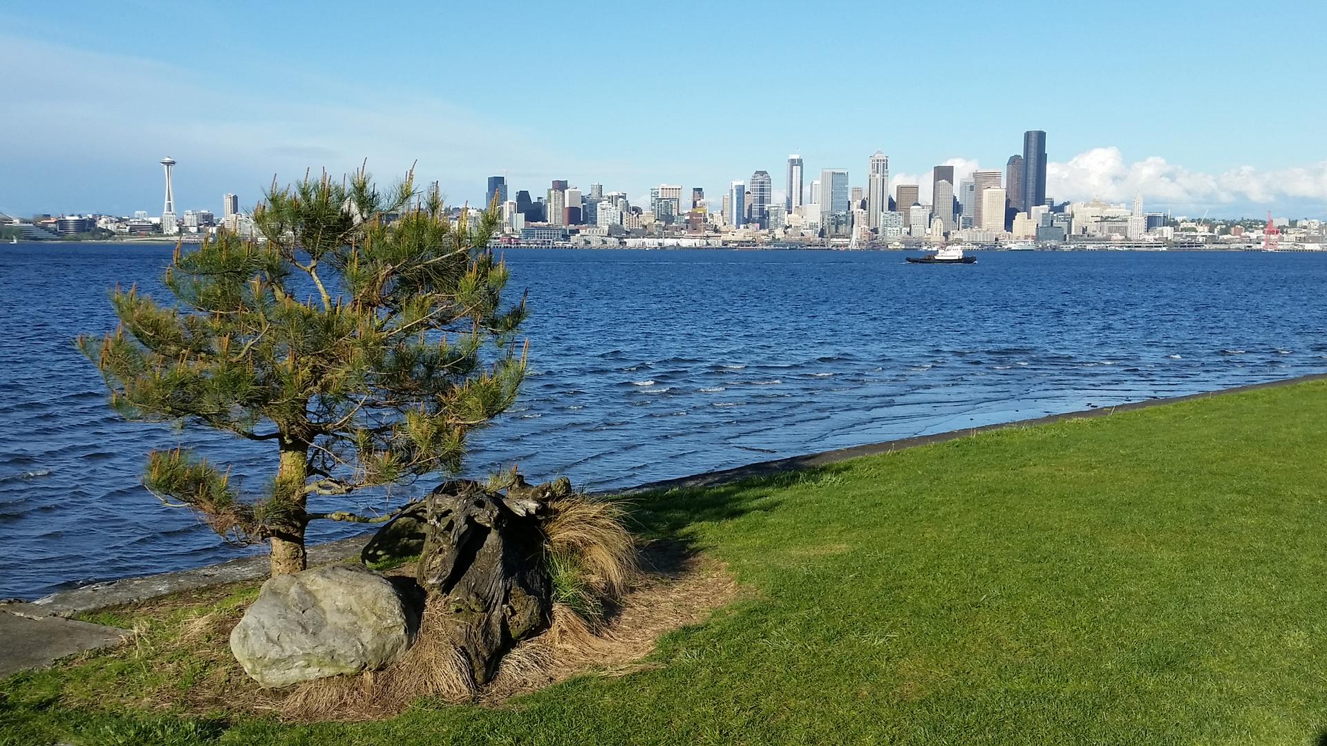 Small tree on grassy shore with a distant city skyline across blue water.