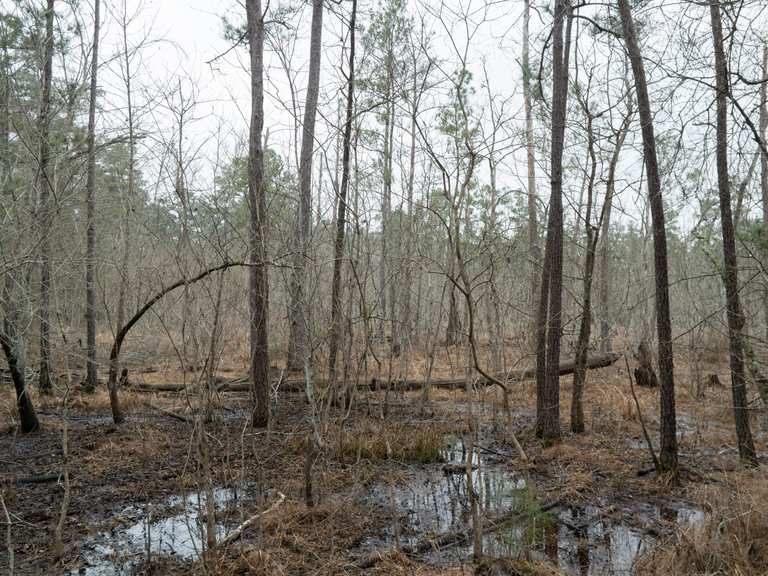 Forest Loop — William Goodrich Jones State Forest Laufrunde Komoot