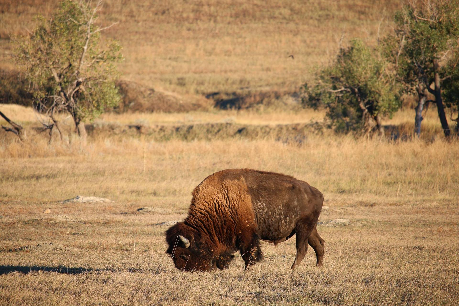 Large brown bison grazing in a dry, sunny, grassy field.