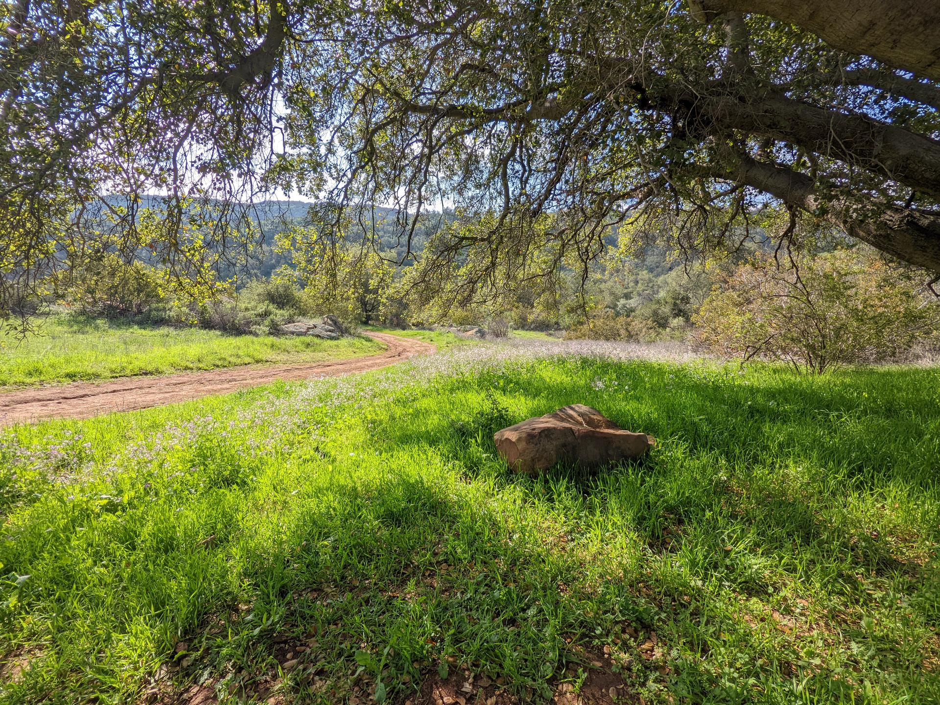 Sunny green field with a large shady tree and a dirt path winding through.