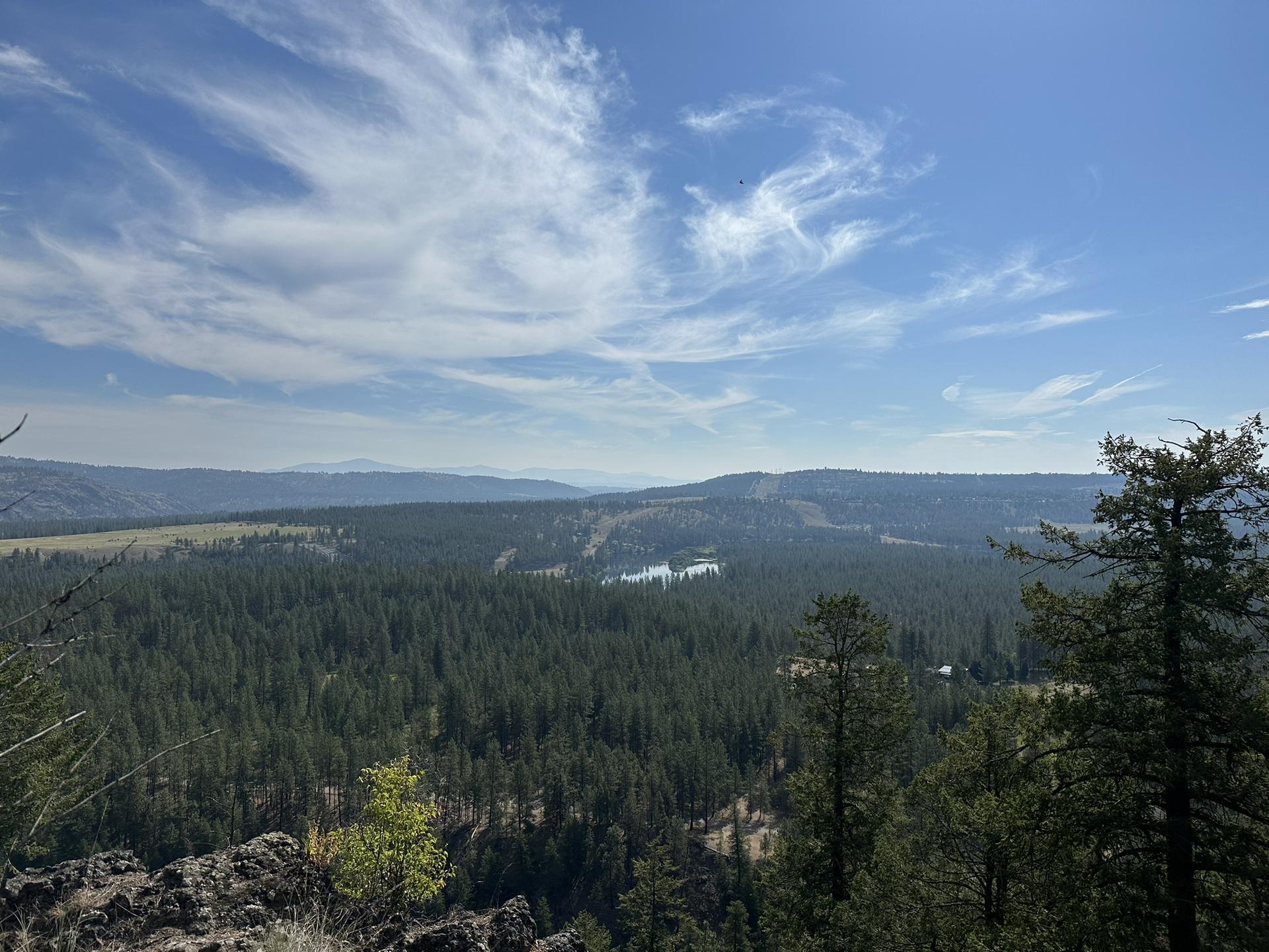 Expansive view of a dense evergreen forest, distant lake, and clear sky.