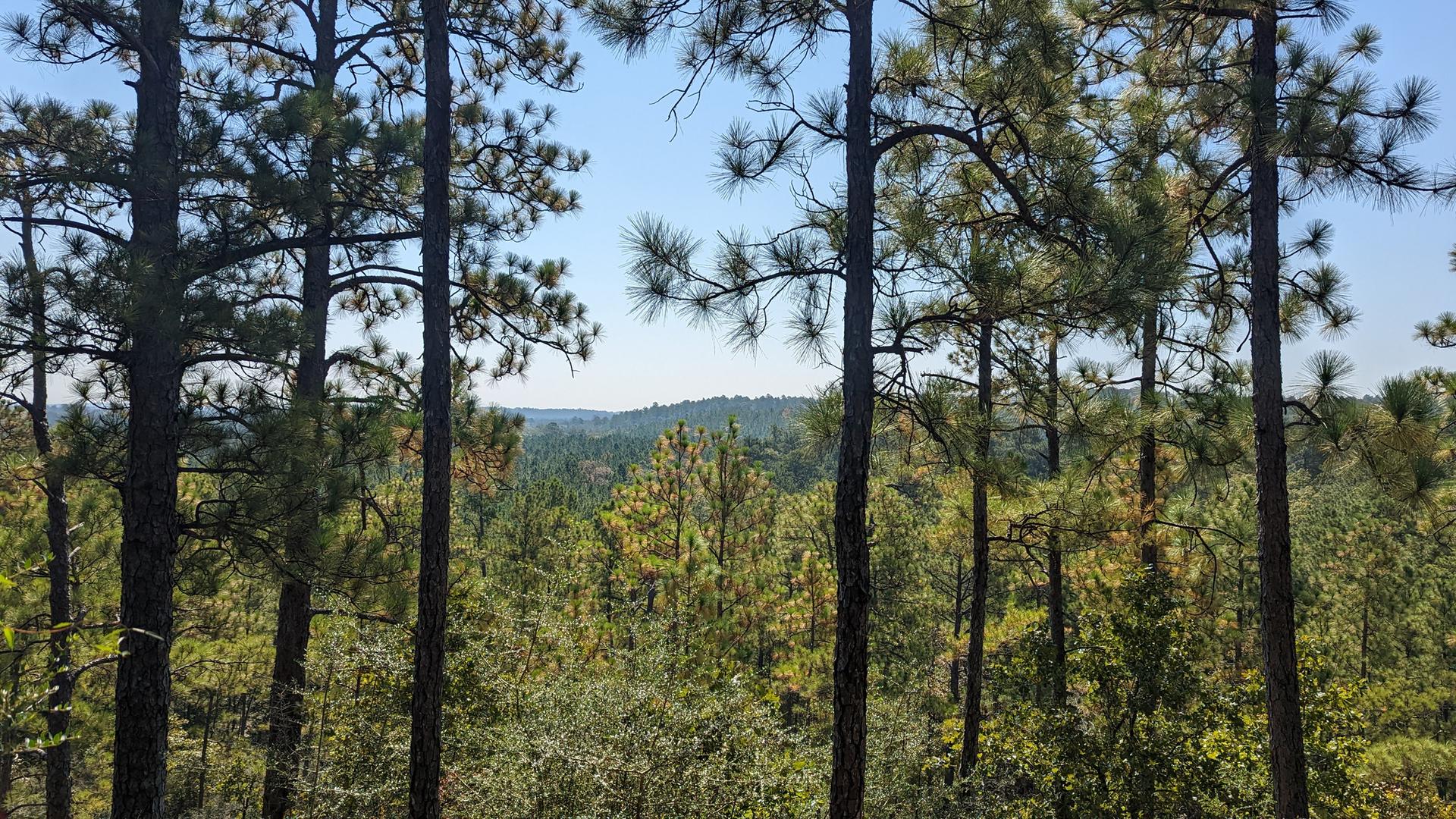 Panoramic view of a vast green forest under a clear blue sky.