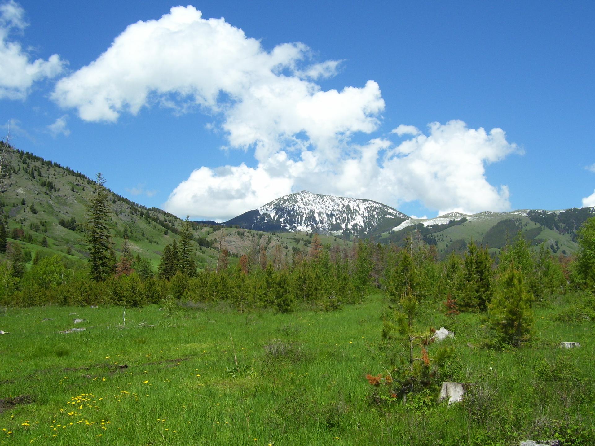 Bright sunny day over green hills, scattered trees, and a snow-capped mountain.