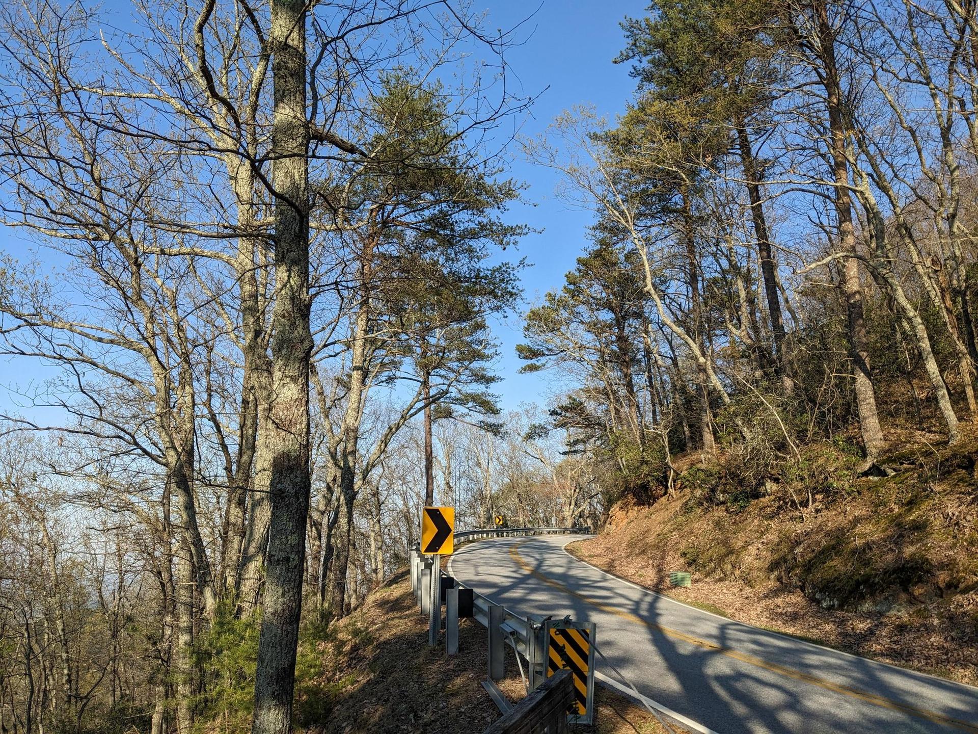 A winding road with a sharp curve sign through a sunny forest.