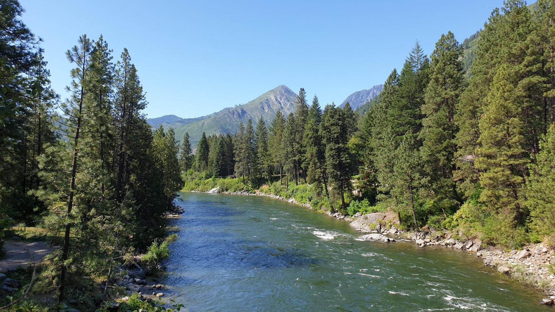A river flows through a dense pine forest with a mountain peak in the distance.