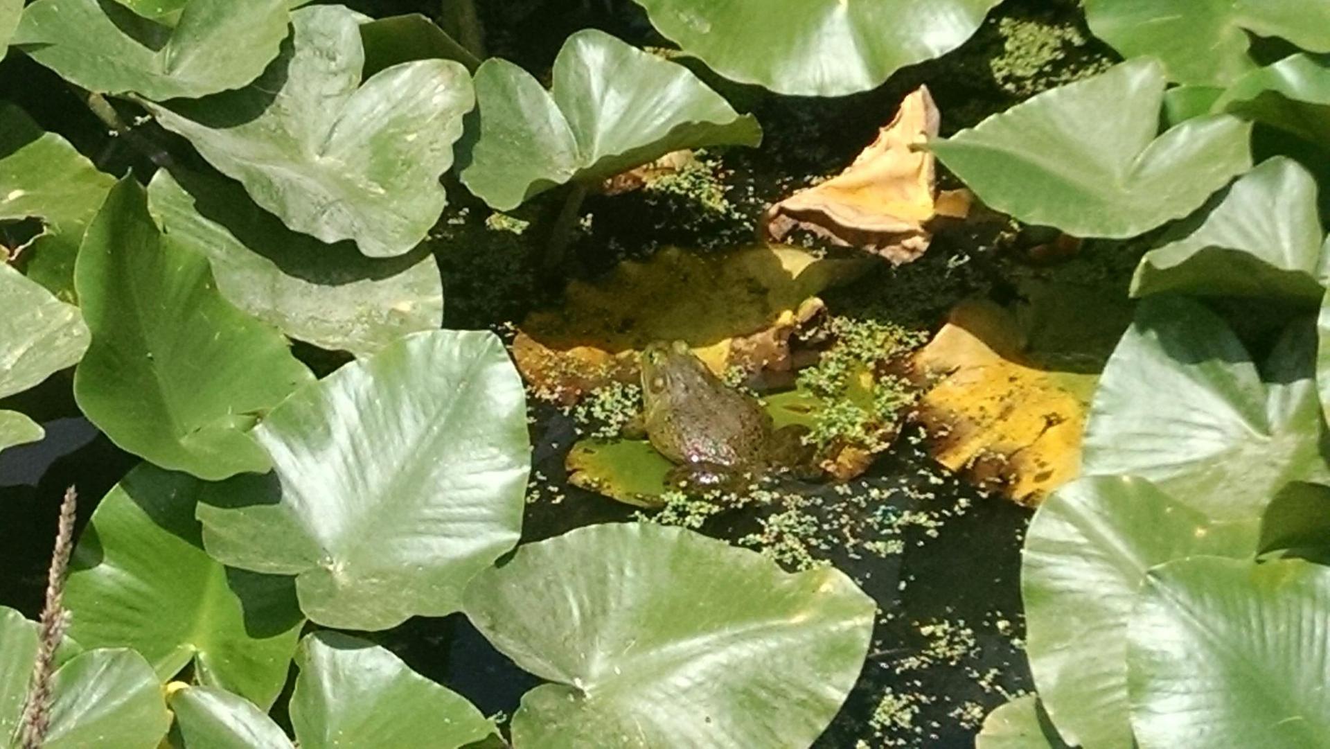Close-up of a green frog resting on lily pads in water.