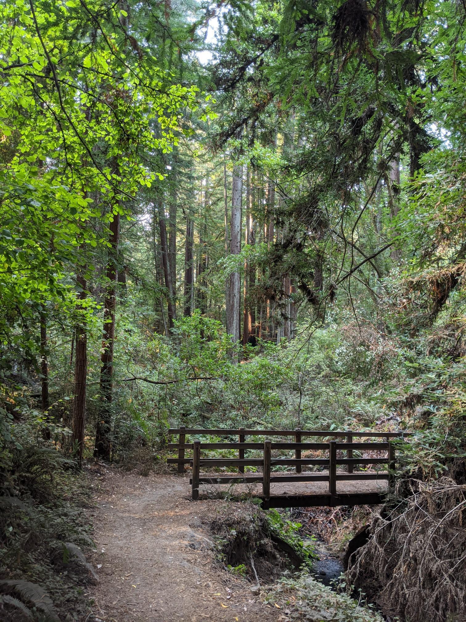 A dirt path leads to a wooden bridge in a lush, shaded forest.