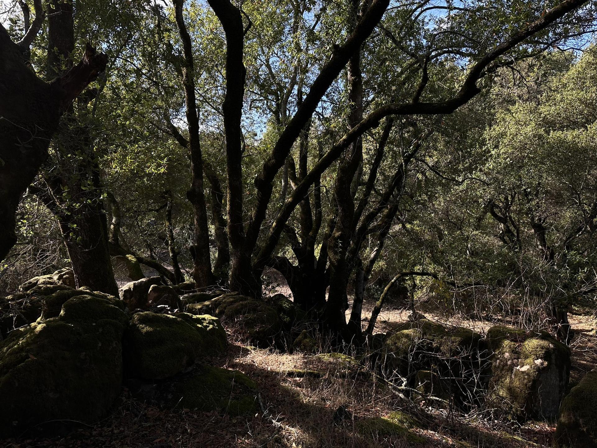 Dappled sunlight illuminates a forest floor with mossy rocks and dark tree trunks.