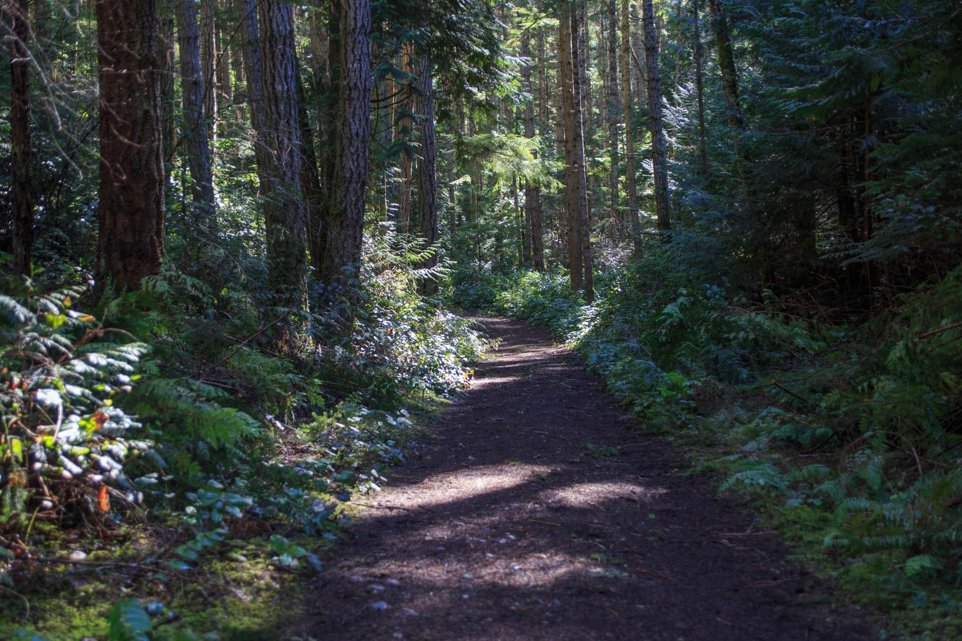 A sun-dappled dirt path winds through a dense, green forest.