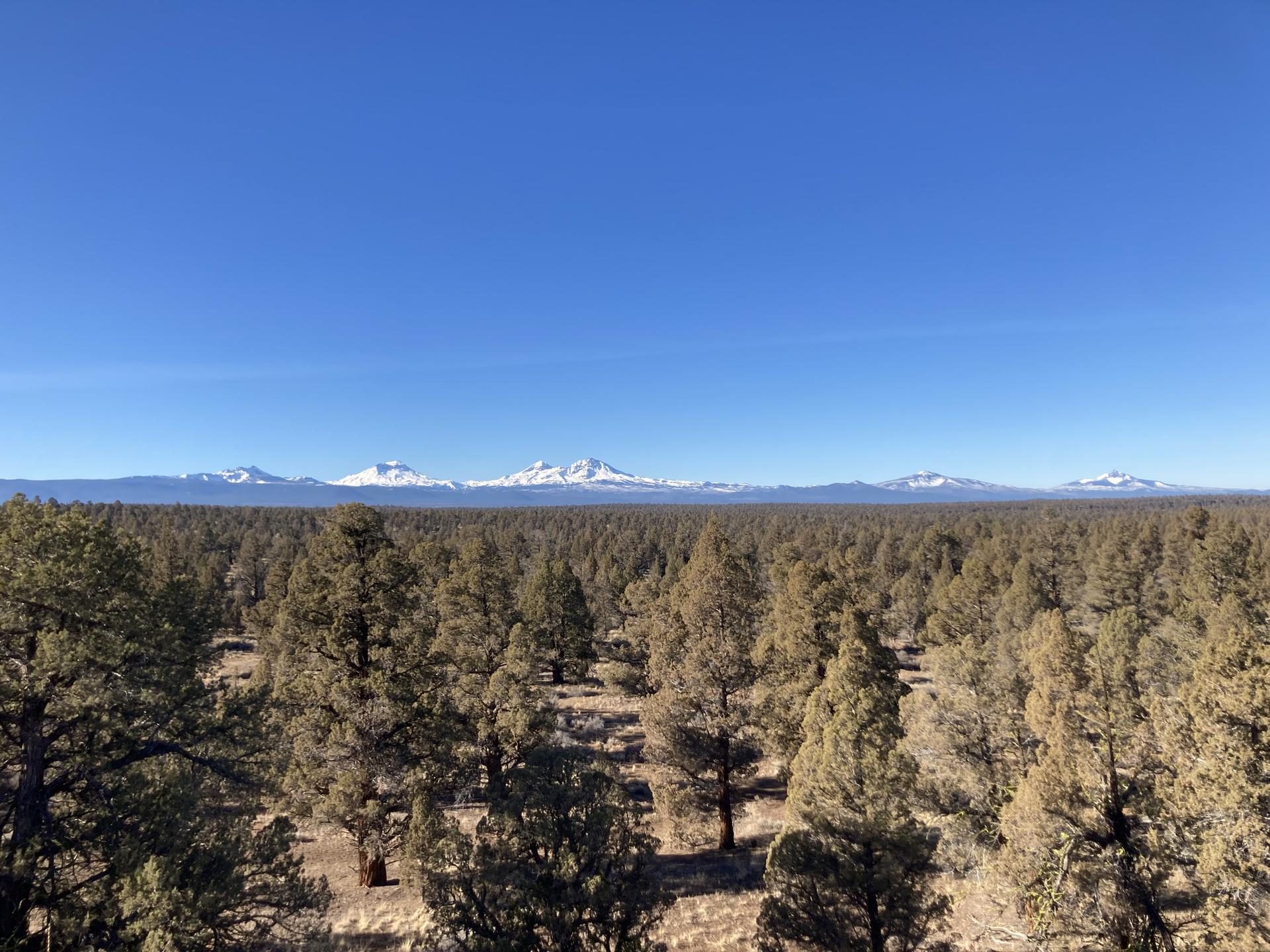 Expansive pine forest under a clear blue sky with distant snow-capped mountains.