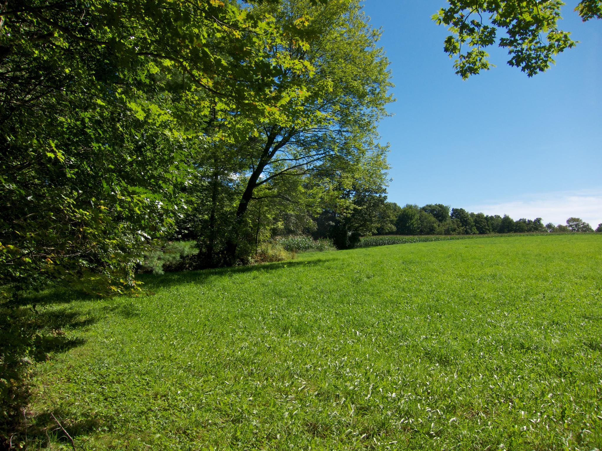 Bright green field bordered by lush trees under a clear blue sky.