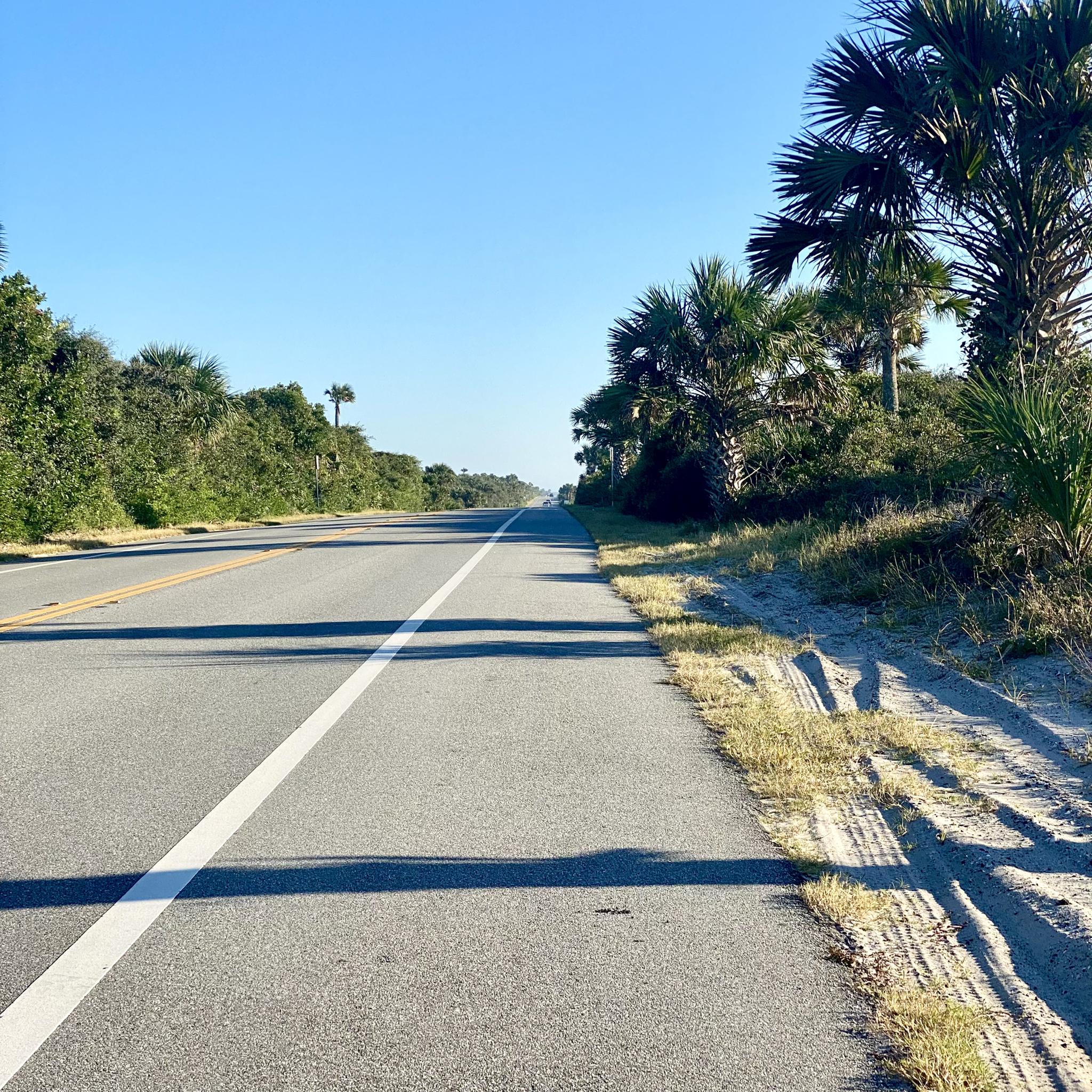 Straight road bordered by lush palm trees under a clear blue sky.