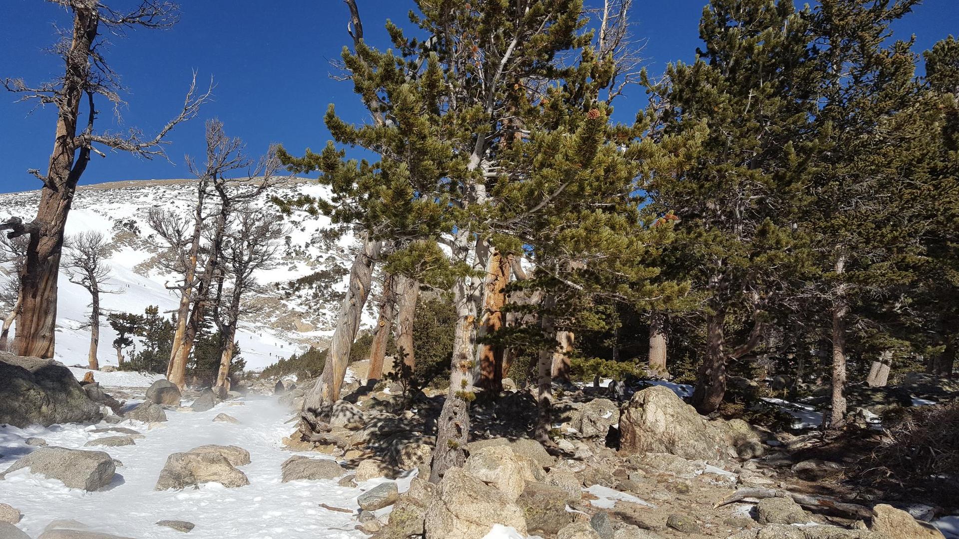Snowy path winding through pine trees and rocks, bright winter day.