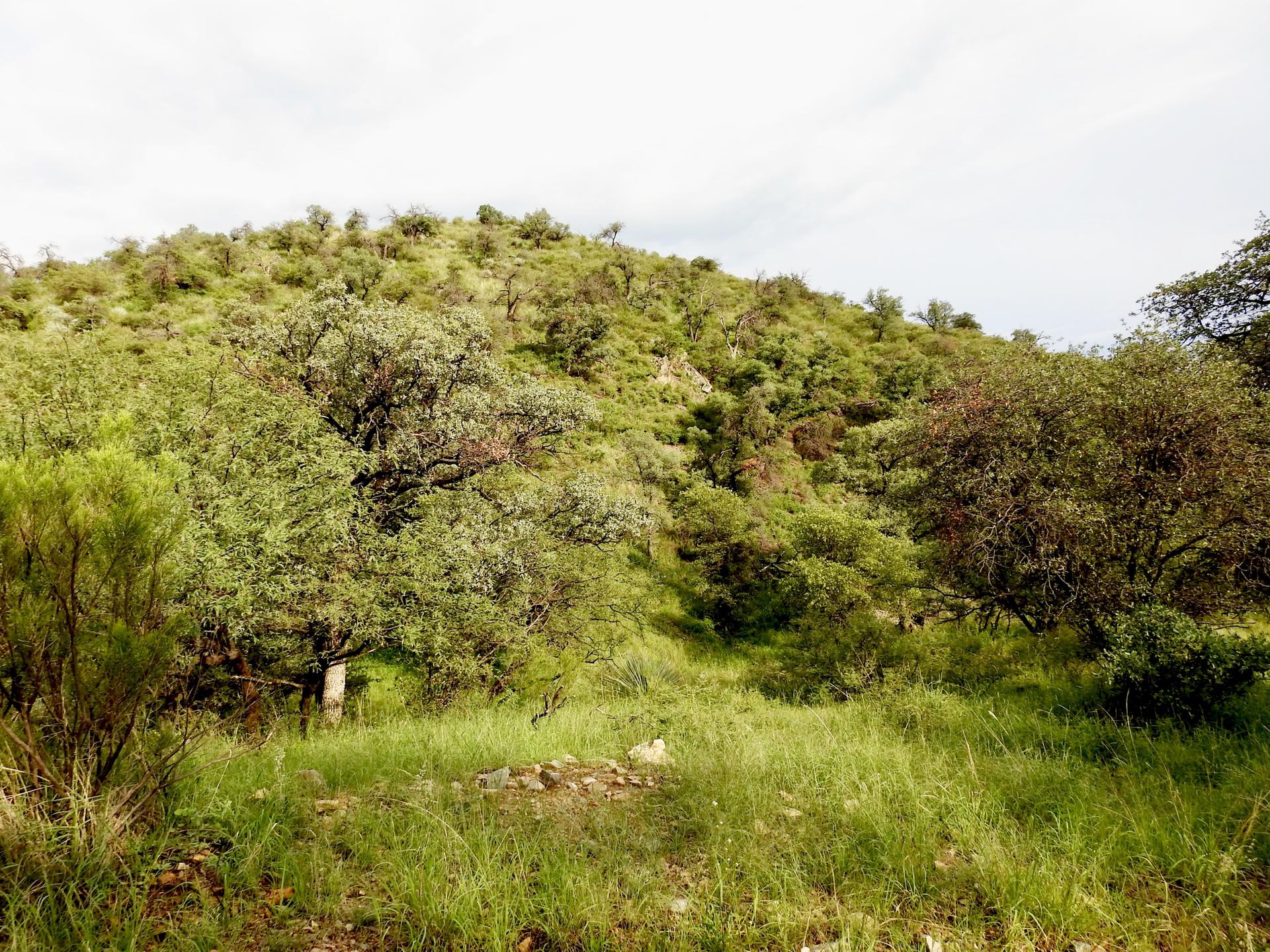 Lush green hillside covered in trees and tall grass under an overcast sky.