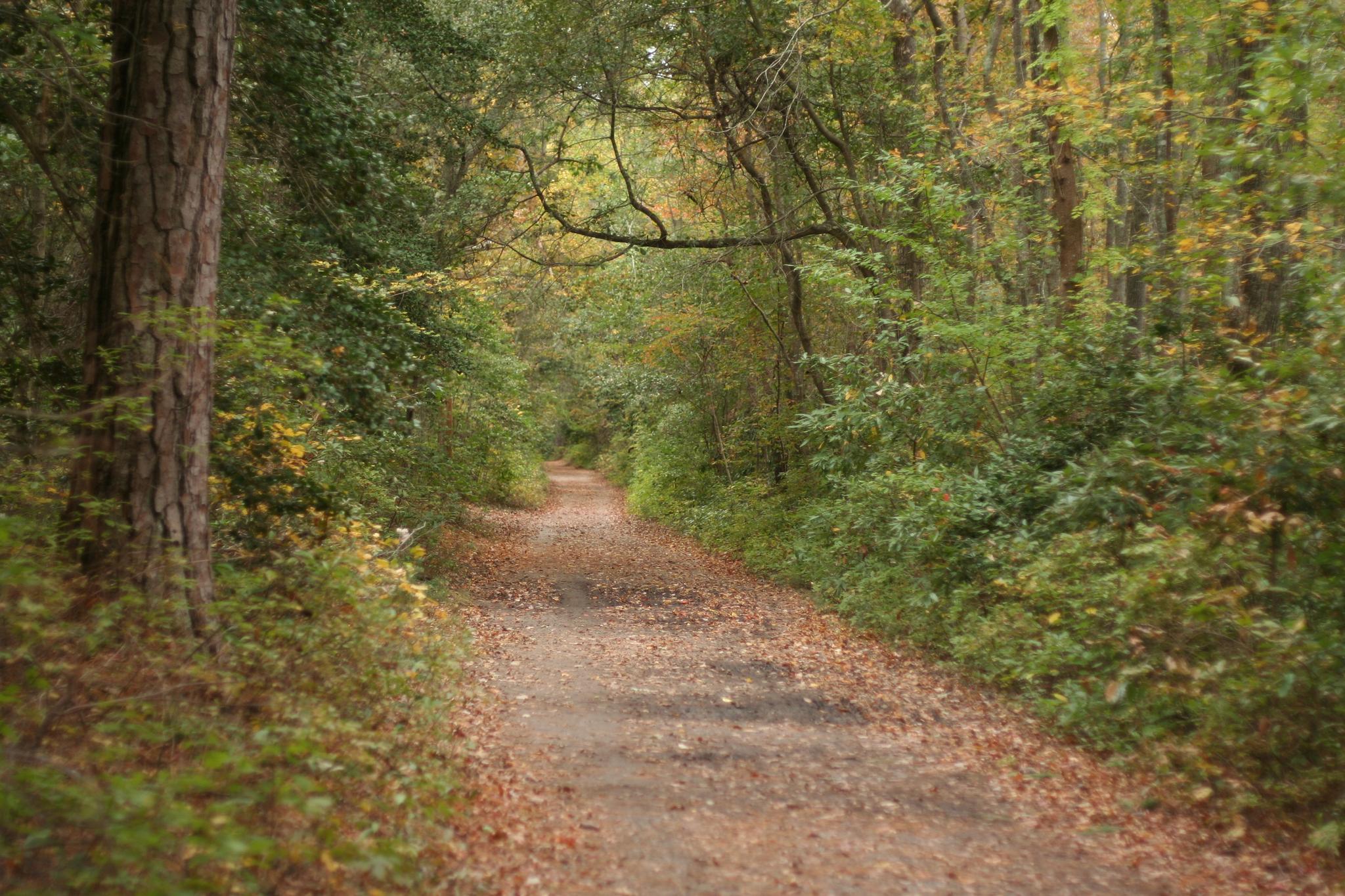 A leaf-covered dirt path winds through a dense, green forest.