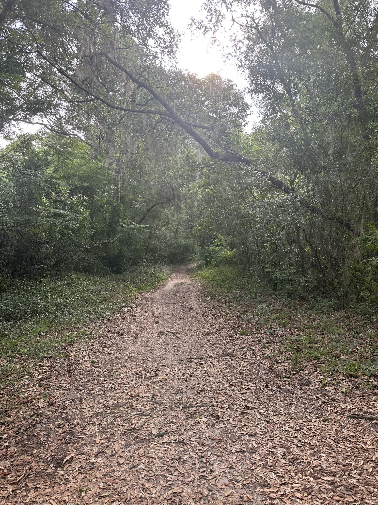 A narrow dirt path winds through a lush, green, sun-dappled forest.