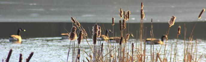 Golden cattails stand in front of geese swimming on a calm, bright lake.