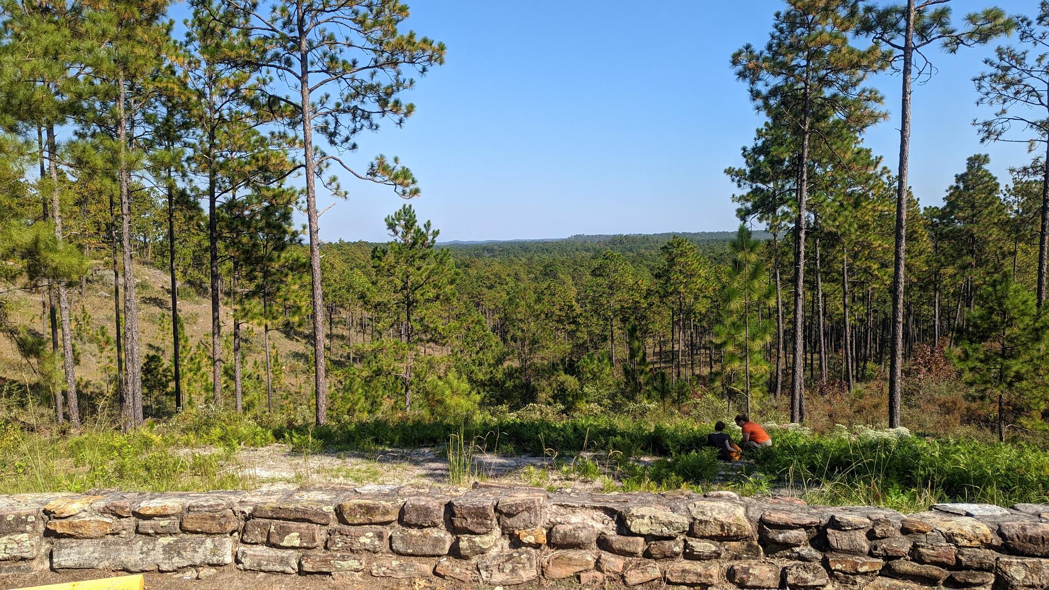 Sunny view of a vast pine forest with a person in the distance.