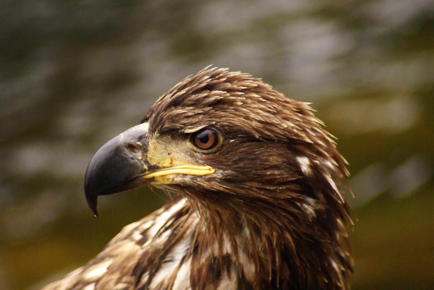 Close-up of a young eagle's head with brown feathers and sharp eye.