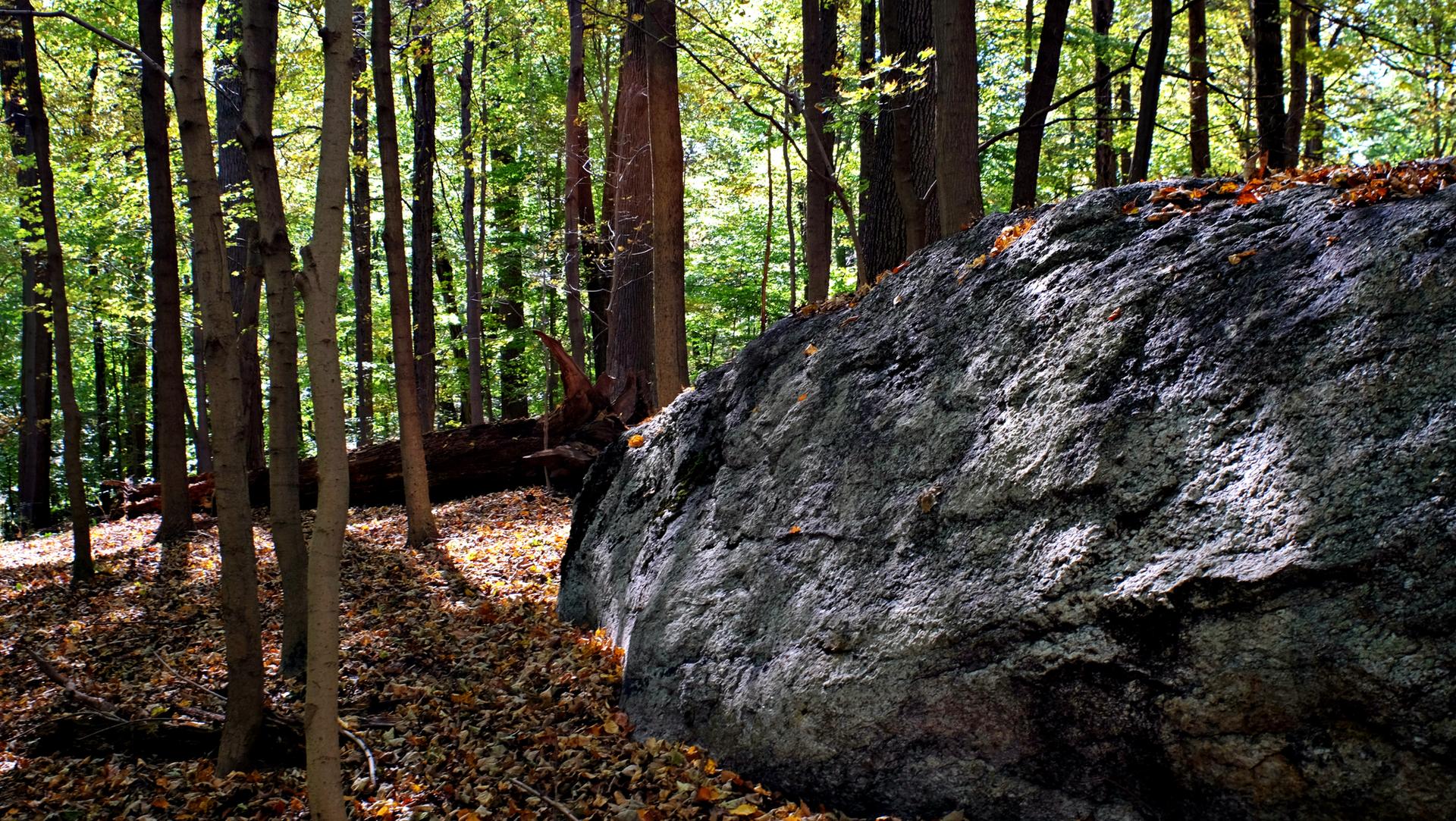 A massive gray boulder sits on a leaf-covered forest floor under dappled sunlight.