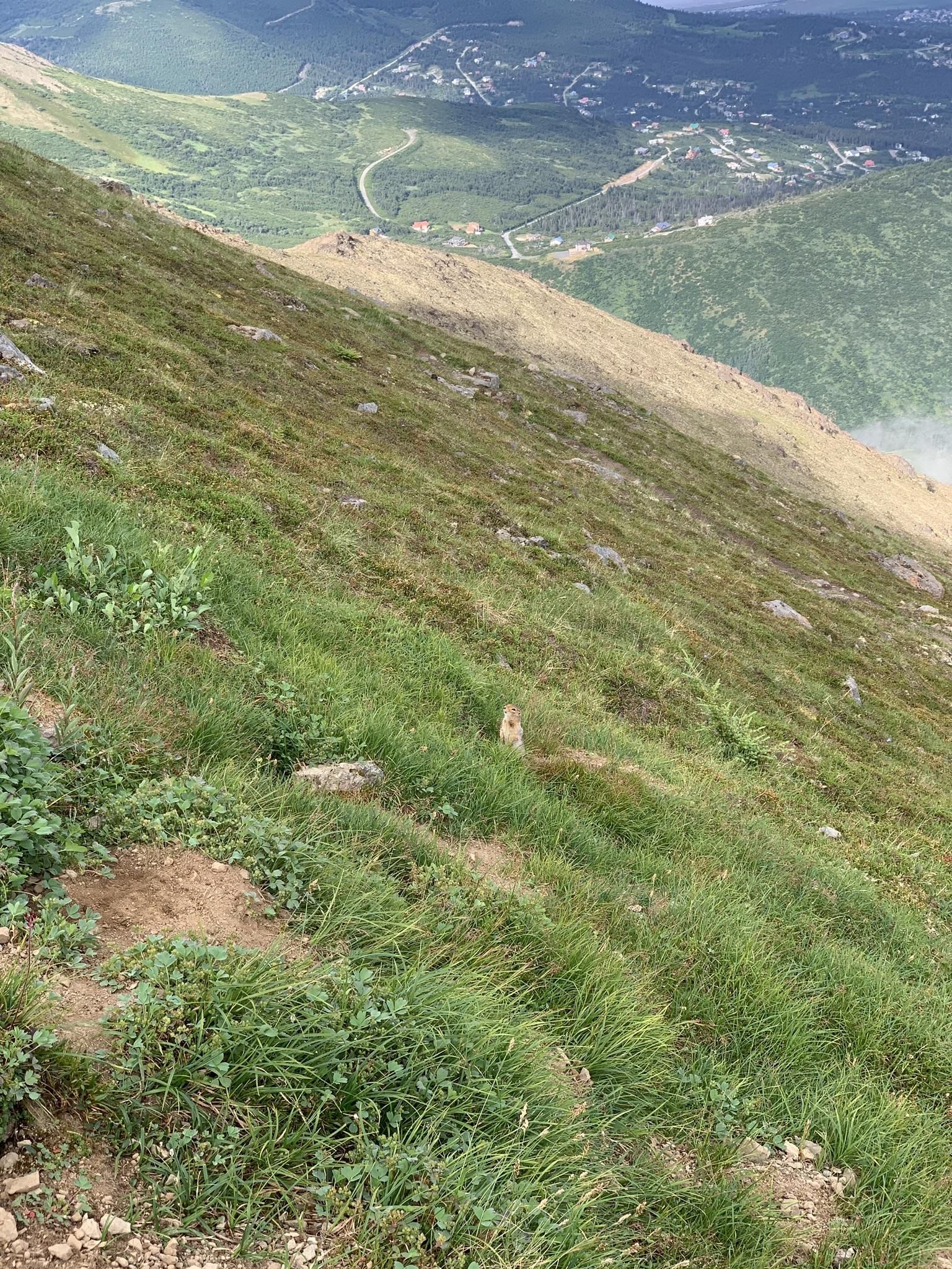 A small animal on a steep, sunlit, grassy mountain slope overlooking a valley. - Peak 3 and Peak 2 Loop