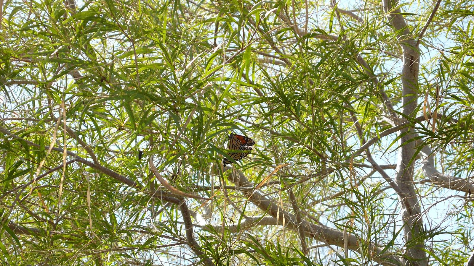 A butterfly rests amidst dense green leaves and tree branches.