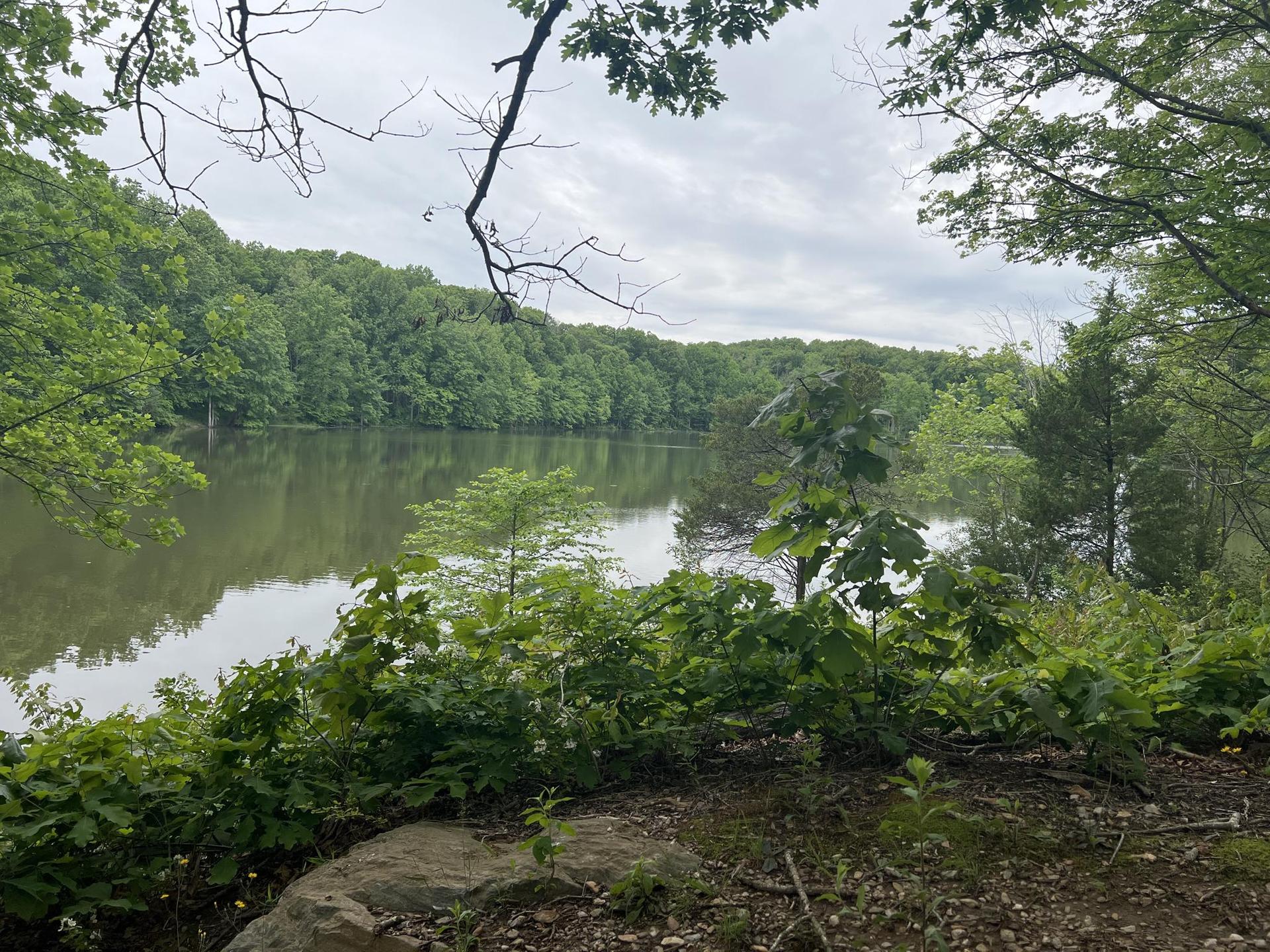 Overcast view of a lake surrounded by lush green trees and foliage.