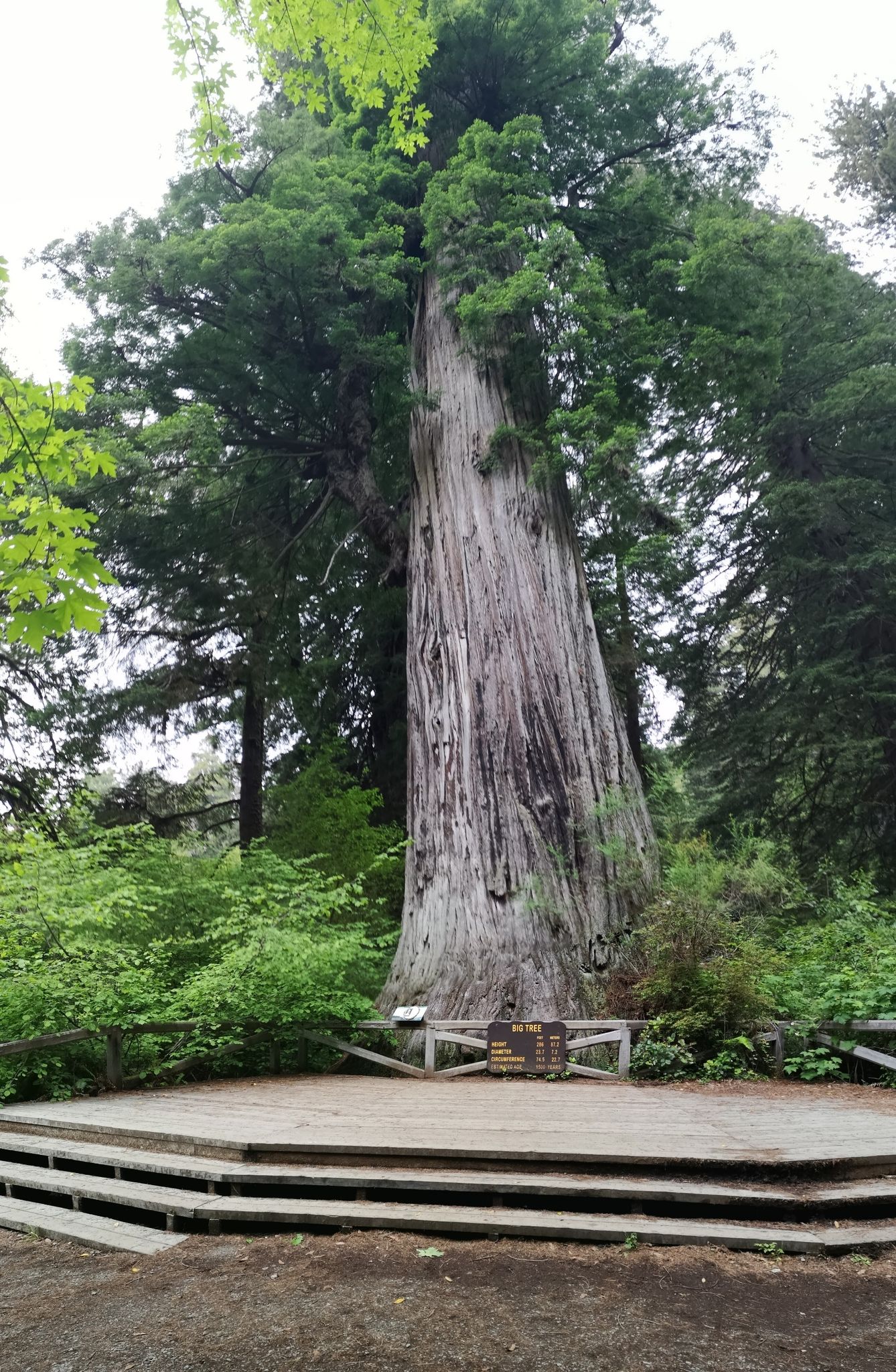 A massive, ancient tree stands tall behind a wooden viewing platform. - Foothill to Cathedral Tree Loop