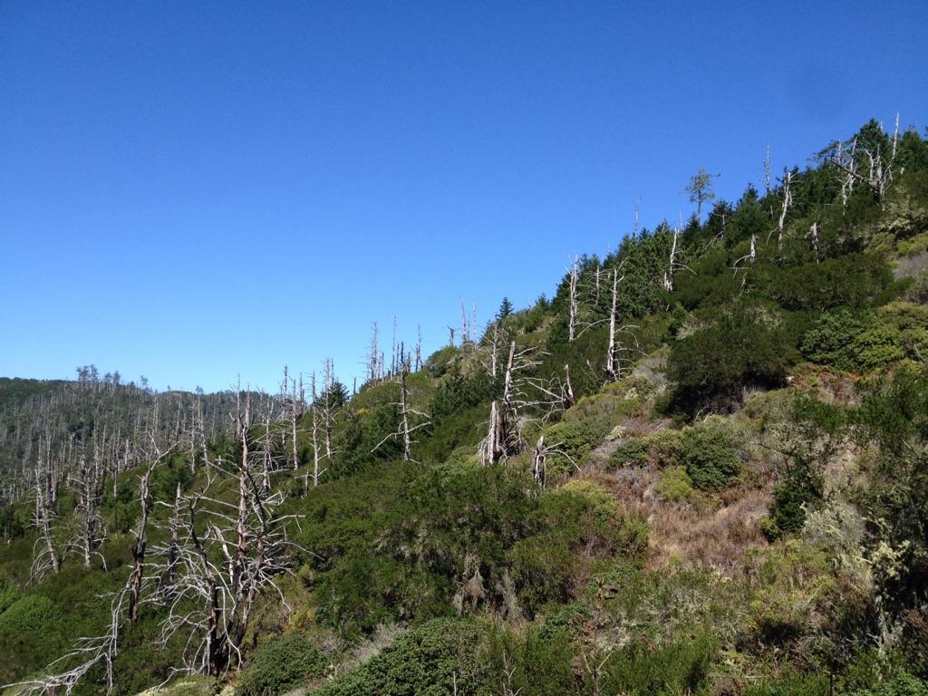 Sunny hillside covered with dead trees and green shrubs under a clear sky.