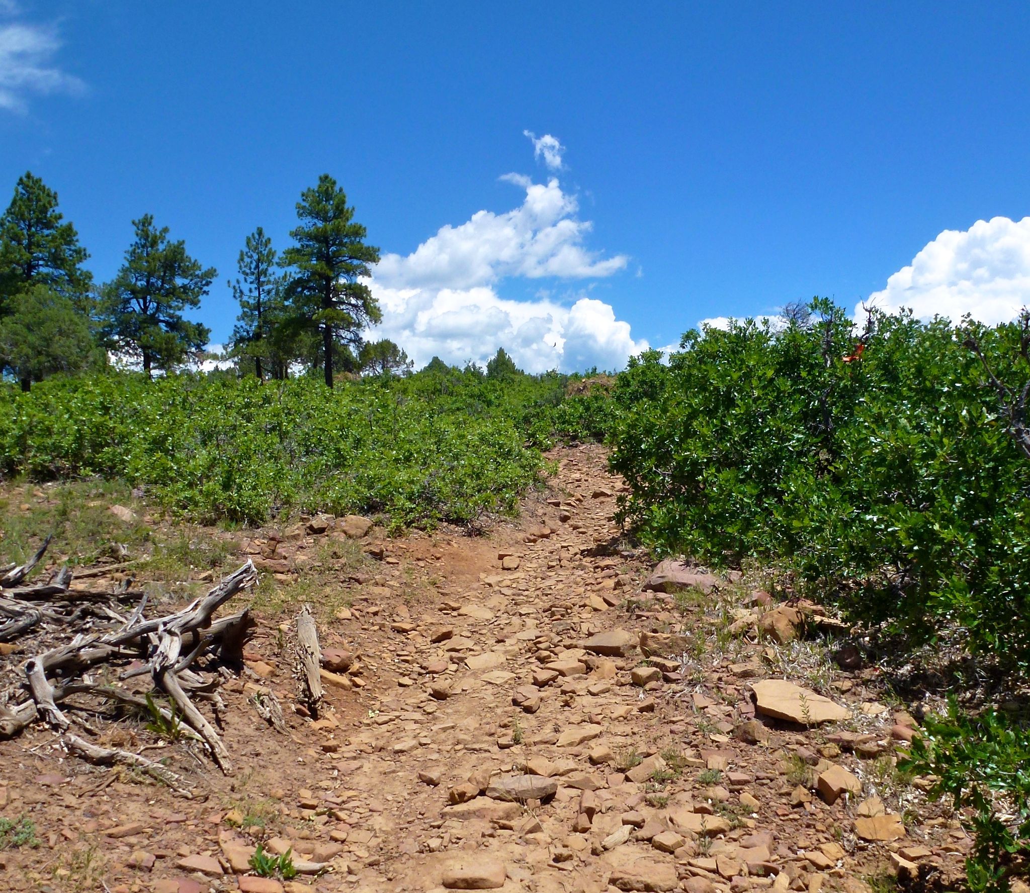 Rocky dirt path winding through green bushes and pine trees on a sunny day. - Animas Mountain Trail – Animas Mountain East Trailhead loop from La Plata
