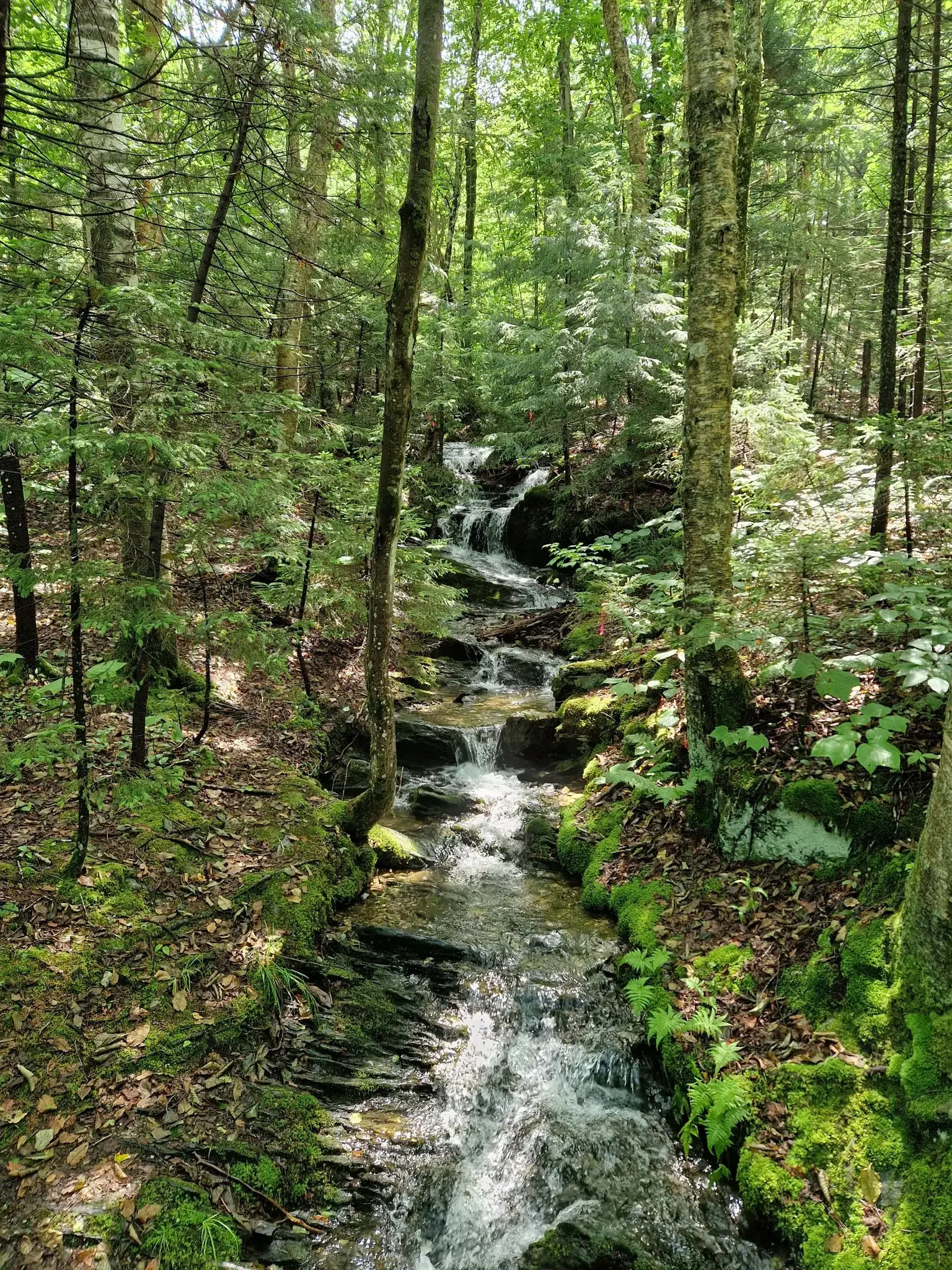 Clear stream cascading over mossy rocks in a vibrant green forest.